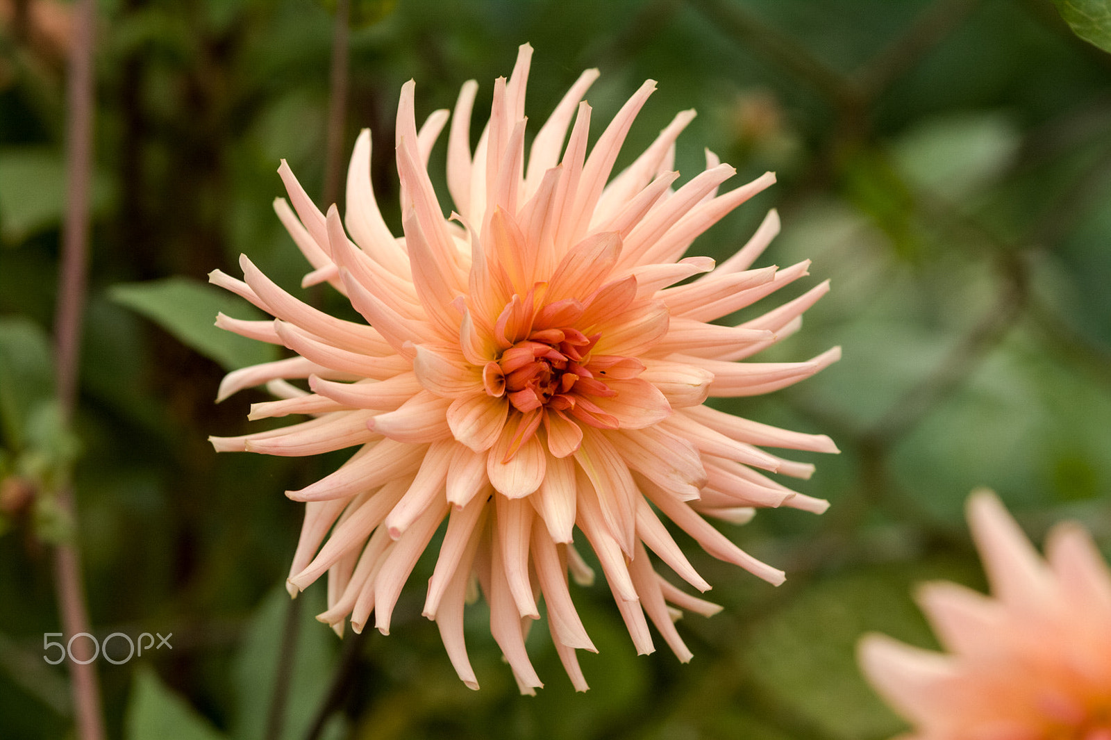 Canon EOS 50D sample photo. Beauty photography