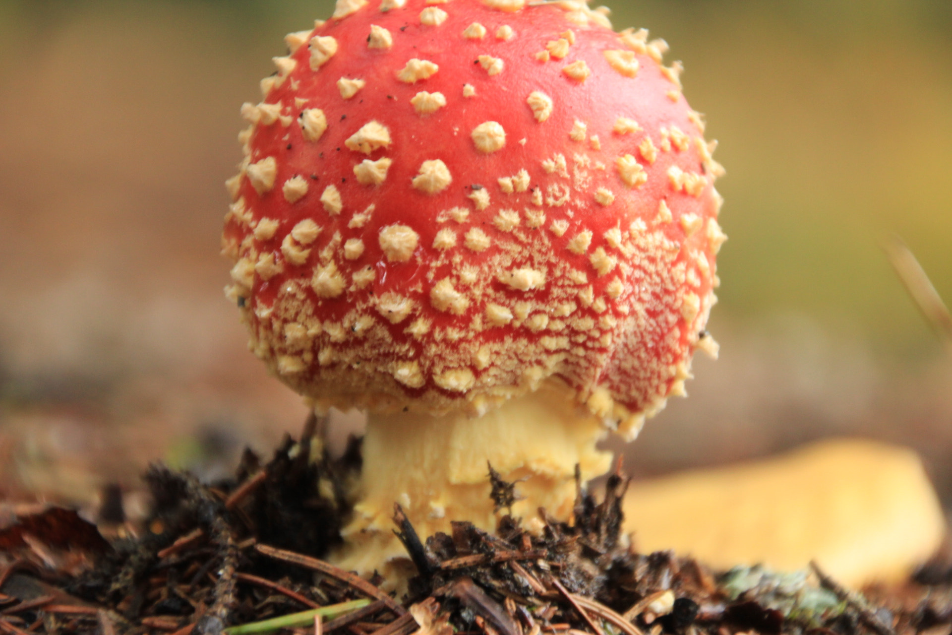 Canon EOS 1300D (EOS Rebel T6 / EOS Kiss X80) sample photo. Found some mushrooms  photography