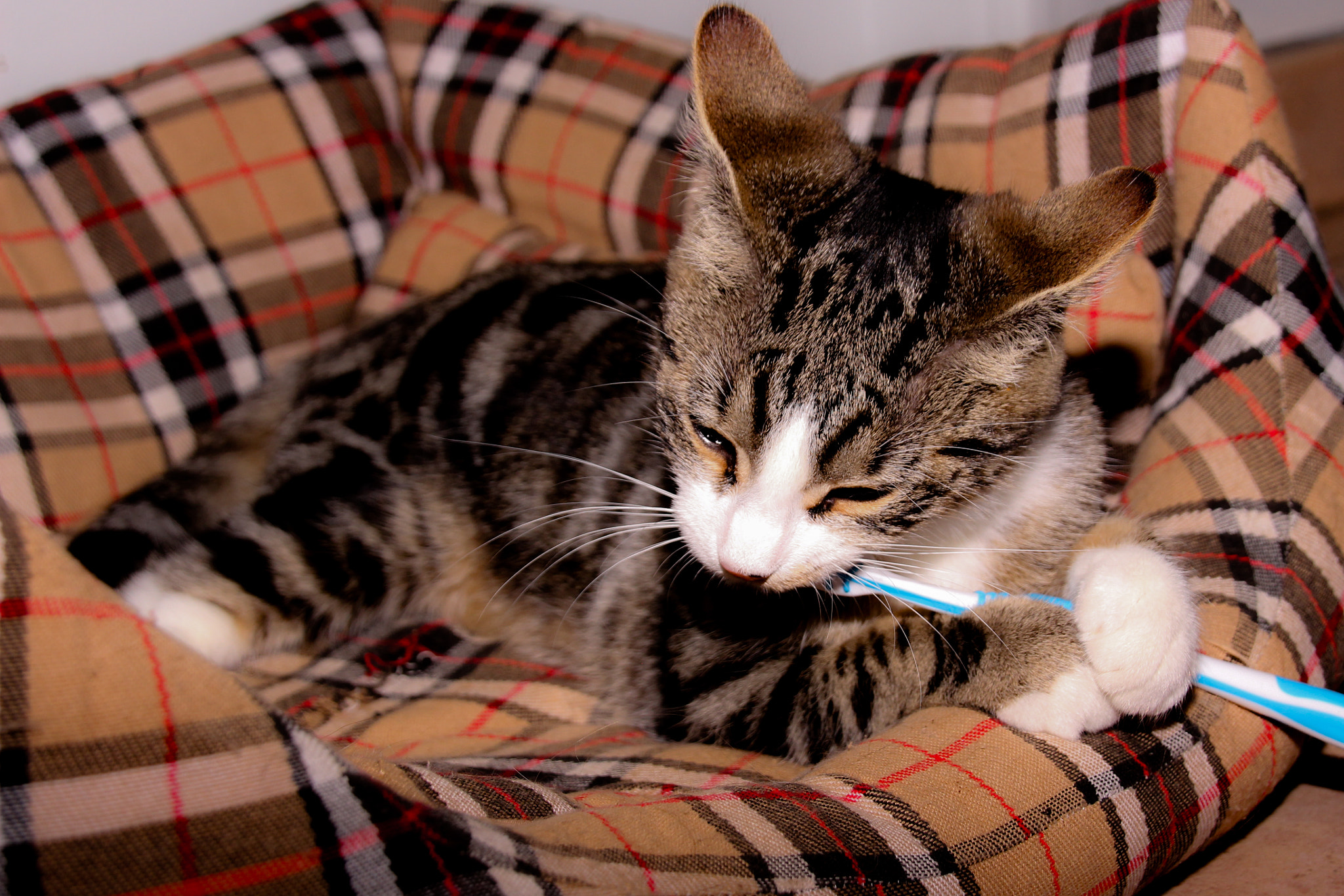 Canon EOS 100D (EOS Rebel SL1 / EOS Kiss X7) sample photo. Cat with a toothbrush photography