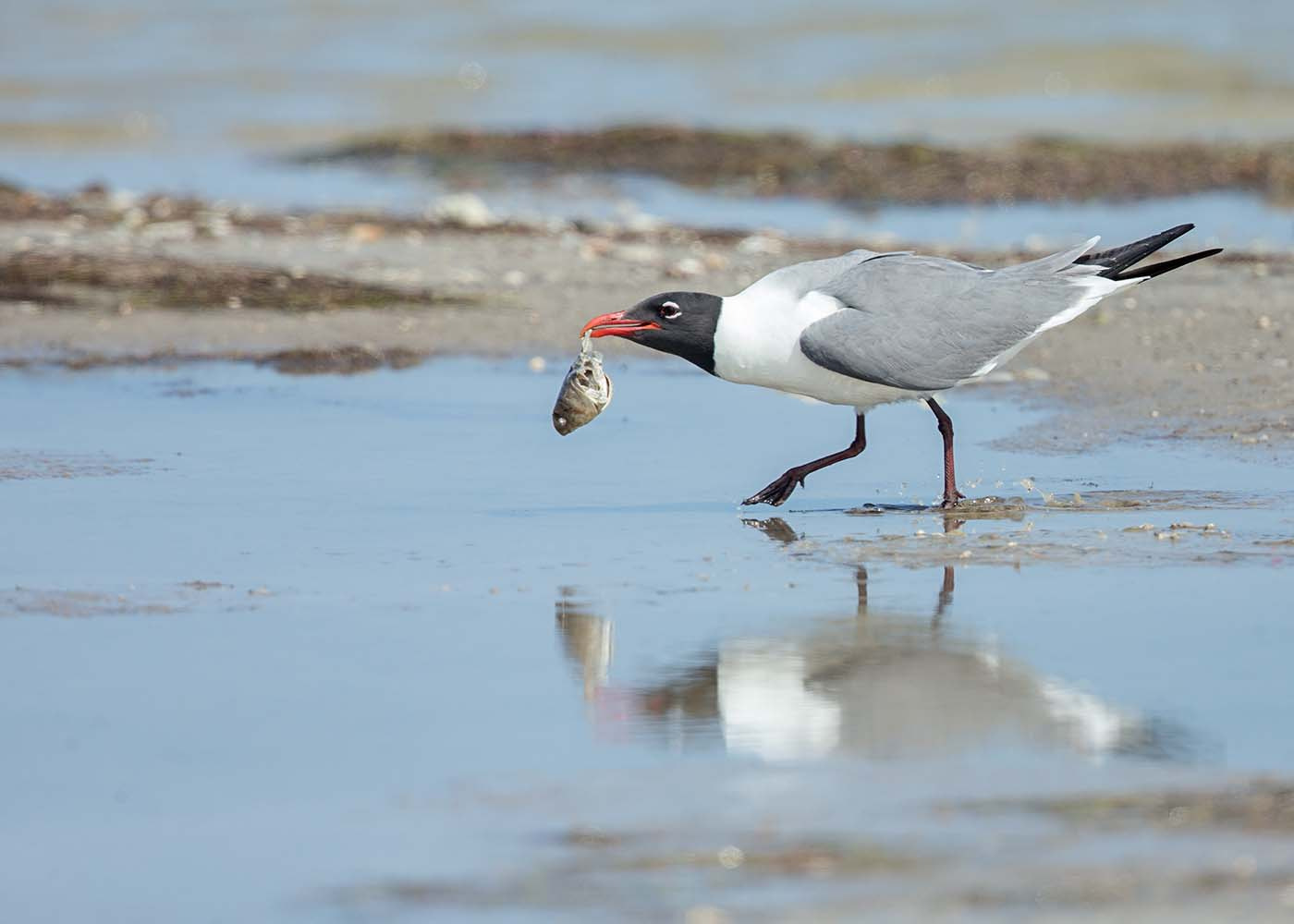 Canon EF 500mm F4L IS II USM sample photo. Gull with fish head photography