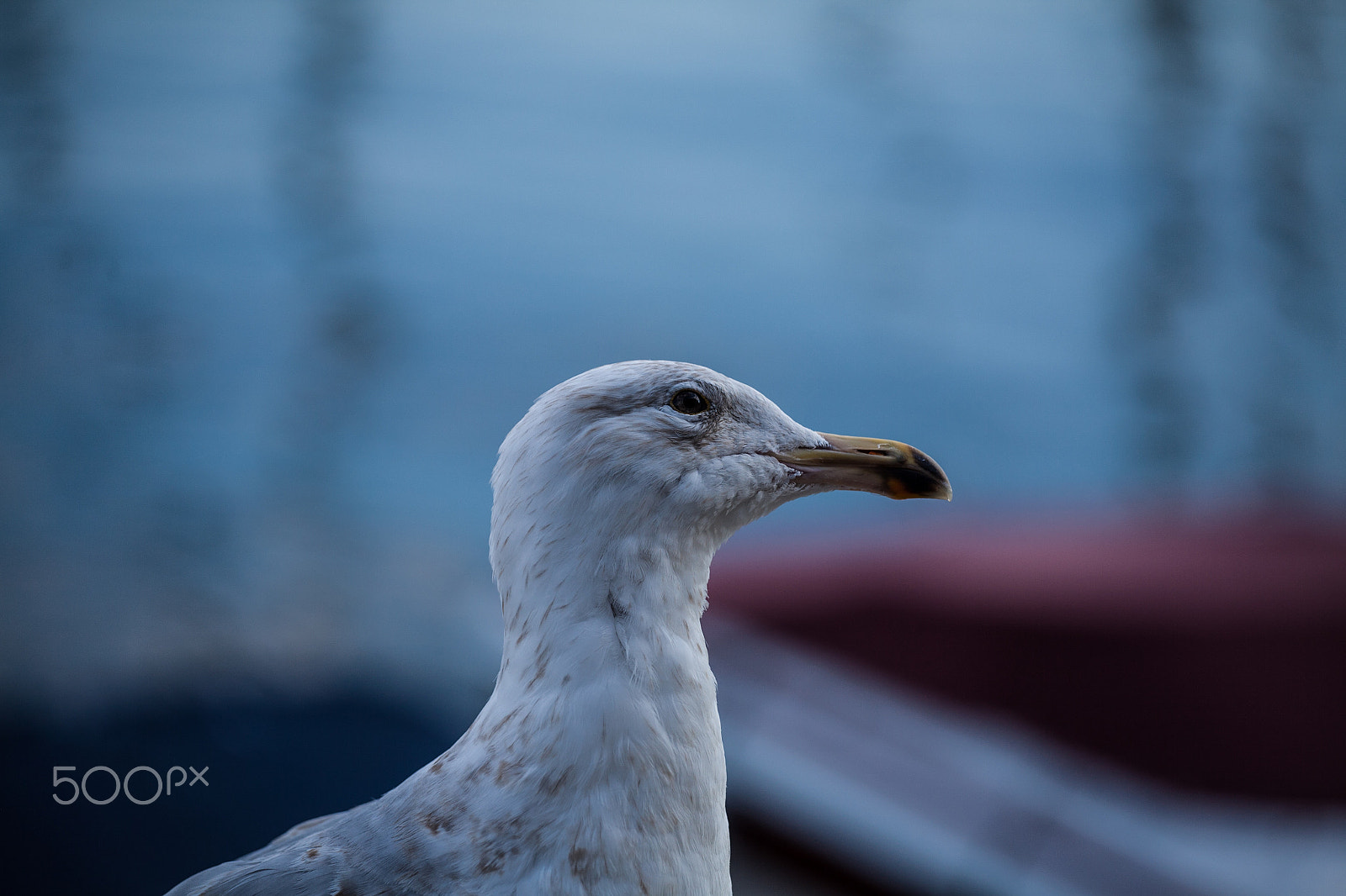 Canon EOS 5D sample photo. Seagull on aker brygge photography