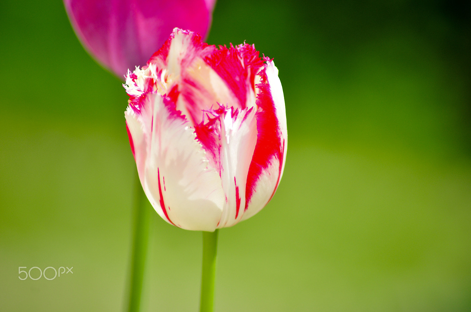 Nikon D90 sample photo. Beautiful tulip photography
