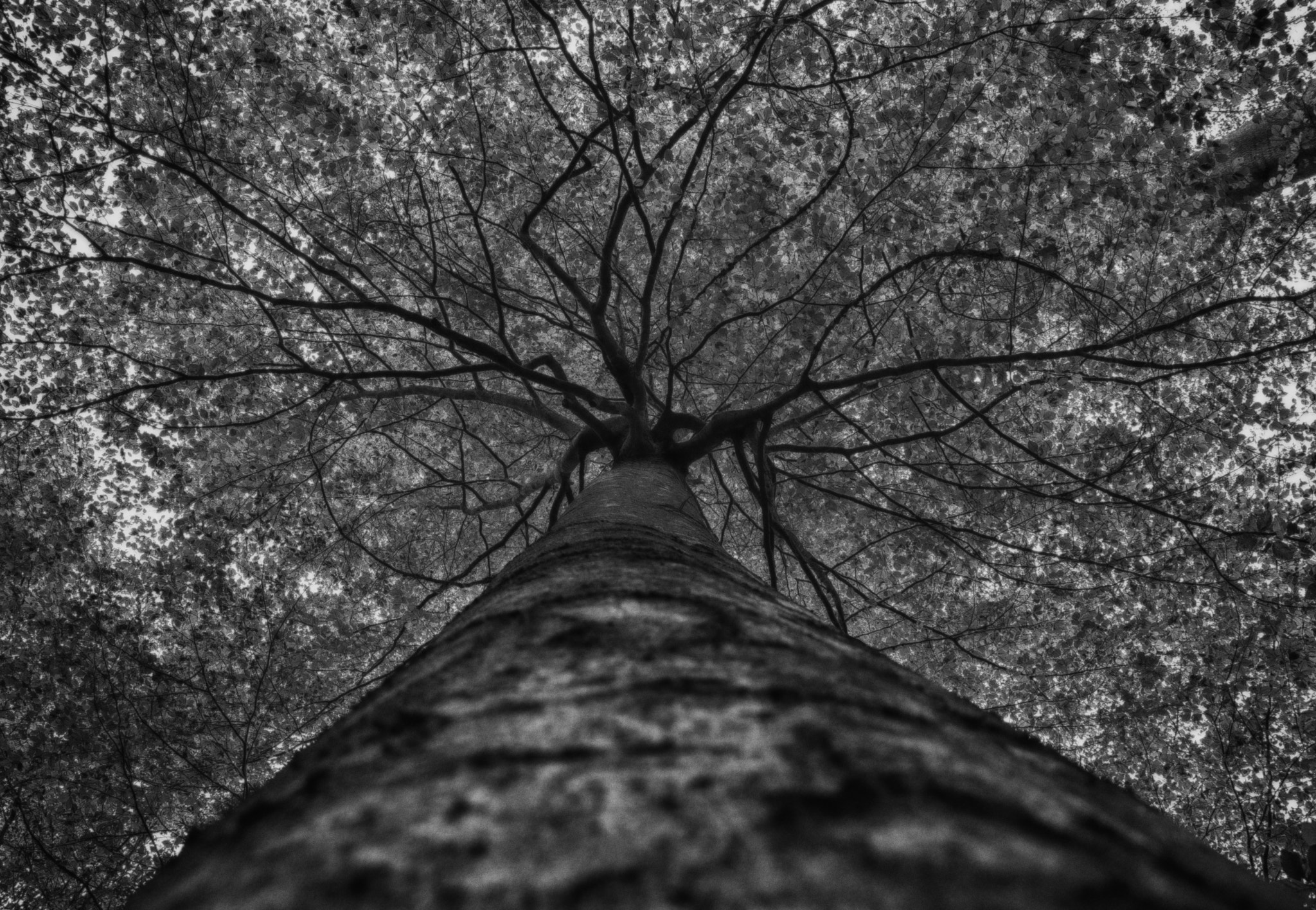 Sony DT 18-135mm F3.5-5.6 SAM sample photo. Wood or veins? photography