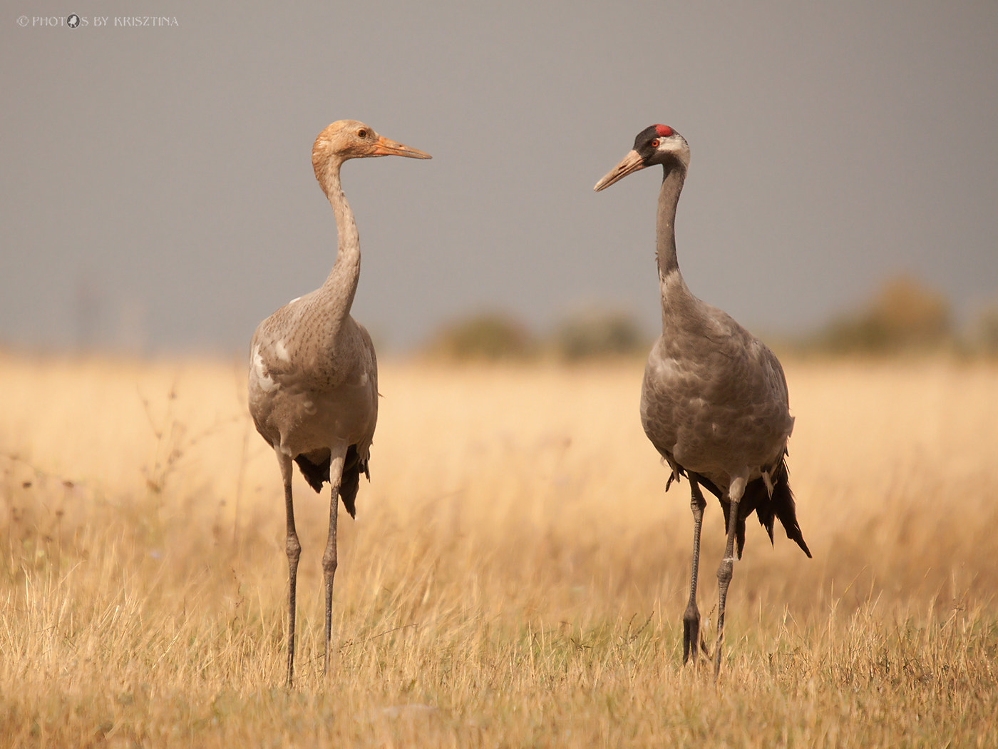 Sigma 50-500mm f/4-6.3 APO HSM EX sample photo. Shall we go for a walk? photography