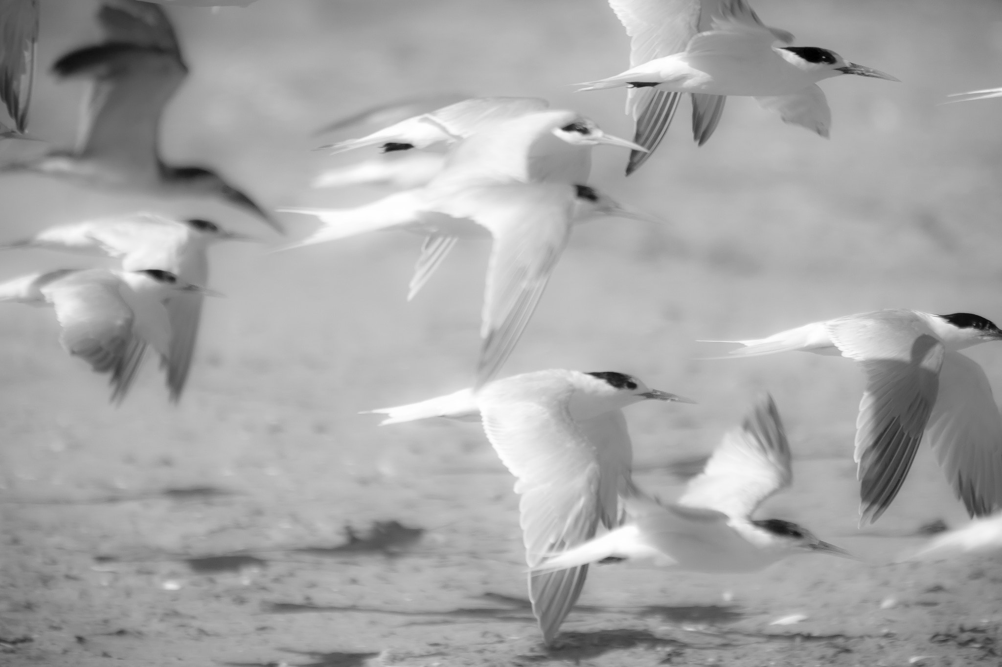 Sigma 150-500mm F5-6.3 DG OS HSM sample photo. Gaviotin elegante photography
