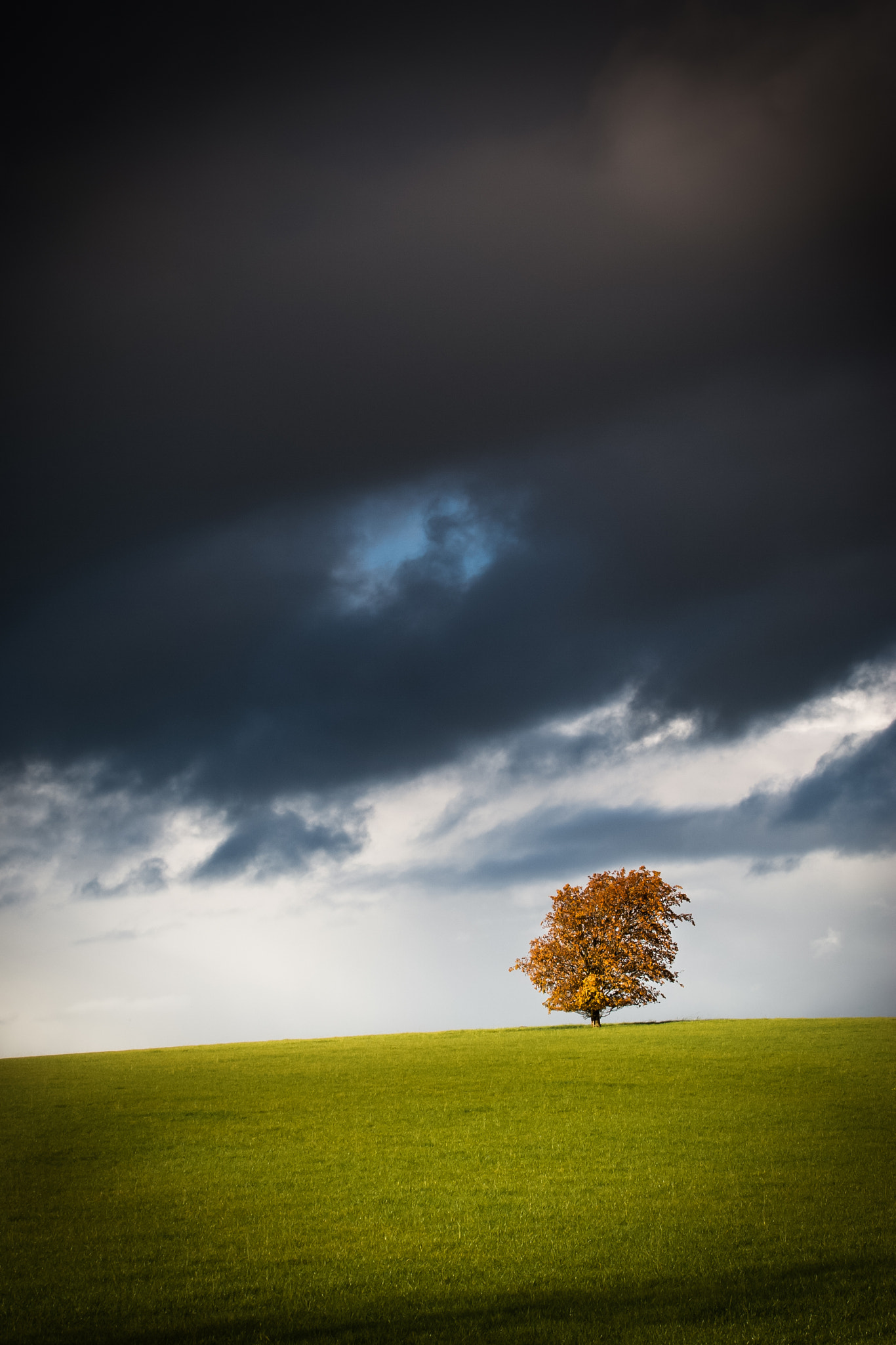 Canon EOS-1D Mark II sample photo. Autumnal tree photography