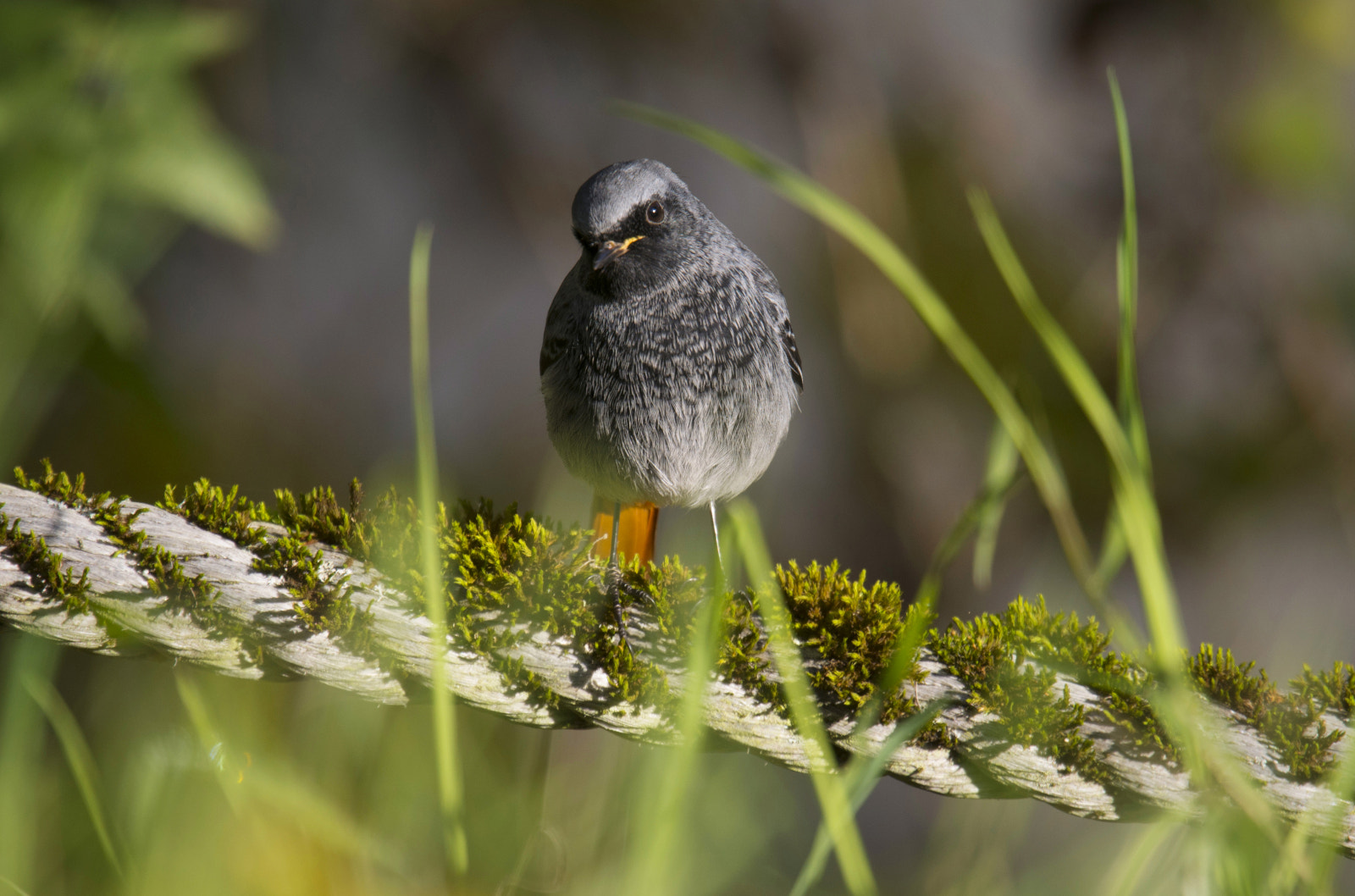 Nikon Nikkor AF-S 300mm F4E PF ED VR sample photo. The look of the redstart photography