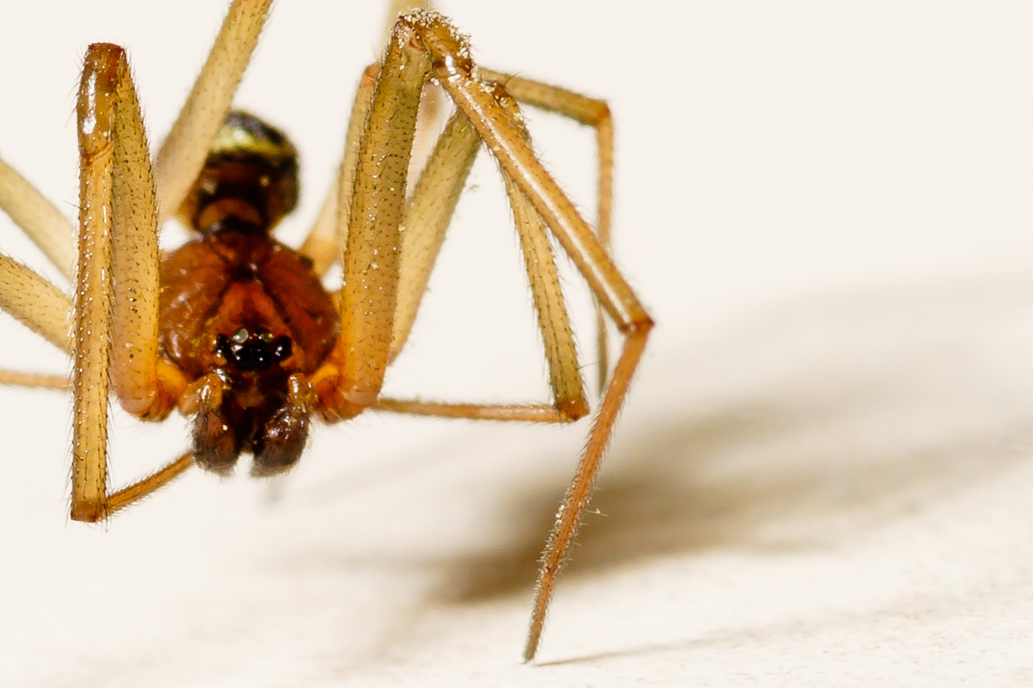 Sony a7 sample photo. Spider macro photography