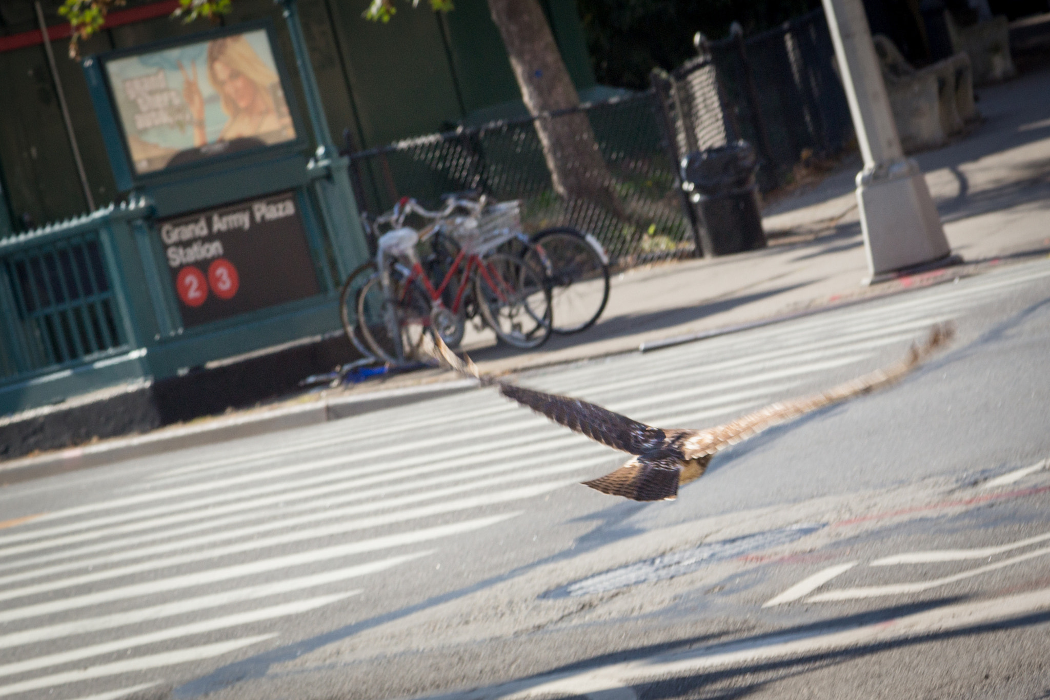 Canon EOS 700D (EOS Rebel T5i / EOS Kiss X7i) + Canon EF 24-105mm F4L IS USM sample photo. Hungry hawk crossing street for pigeon lunch photography