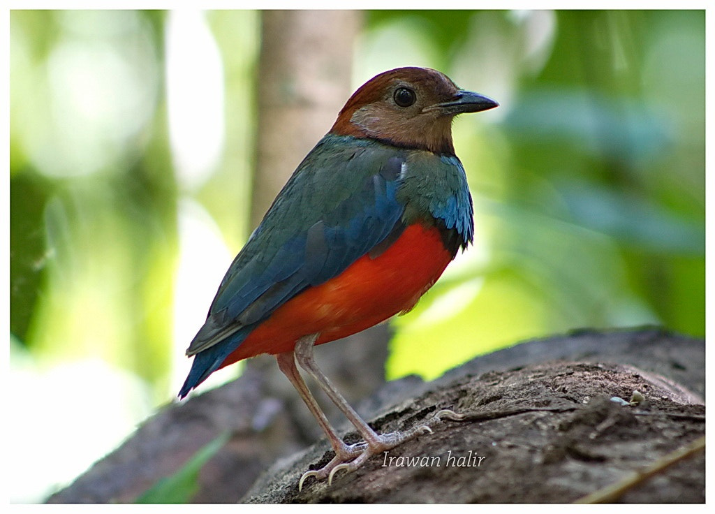 Canon EF 75-300mm f/4-5.6 USM sample photo. Sulawesi pitta photography