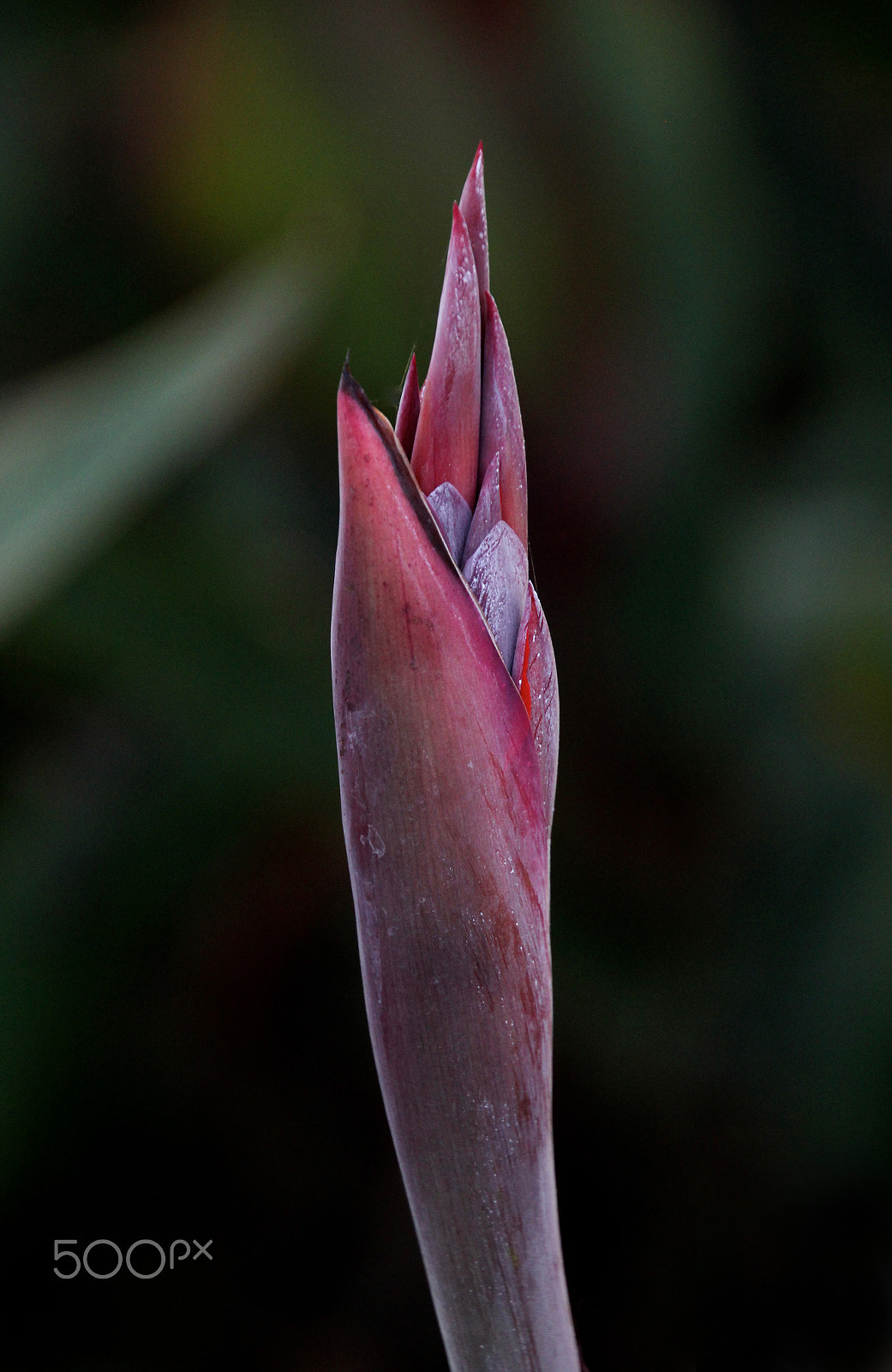 Canon EOS 60D sample photo. Bloom photography