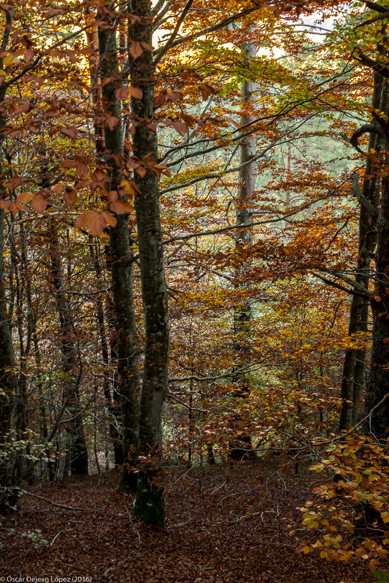 Canon EOS 50D sample photo. El otoño ha llegado photography