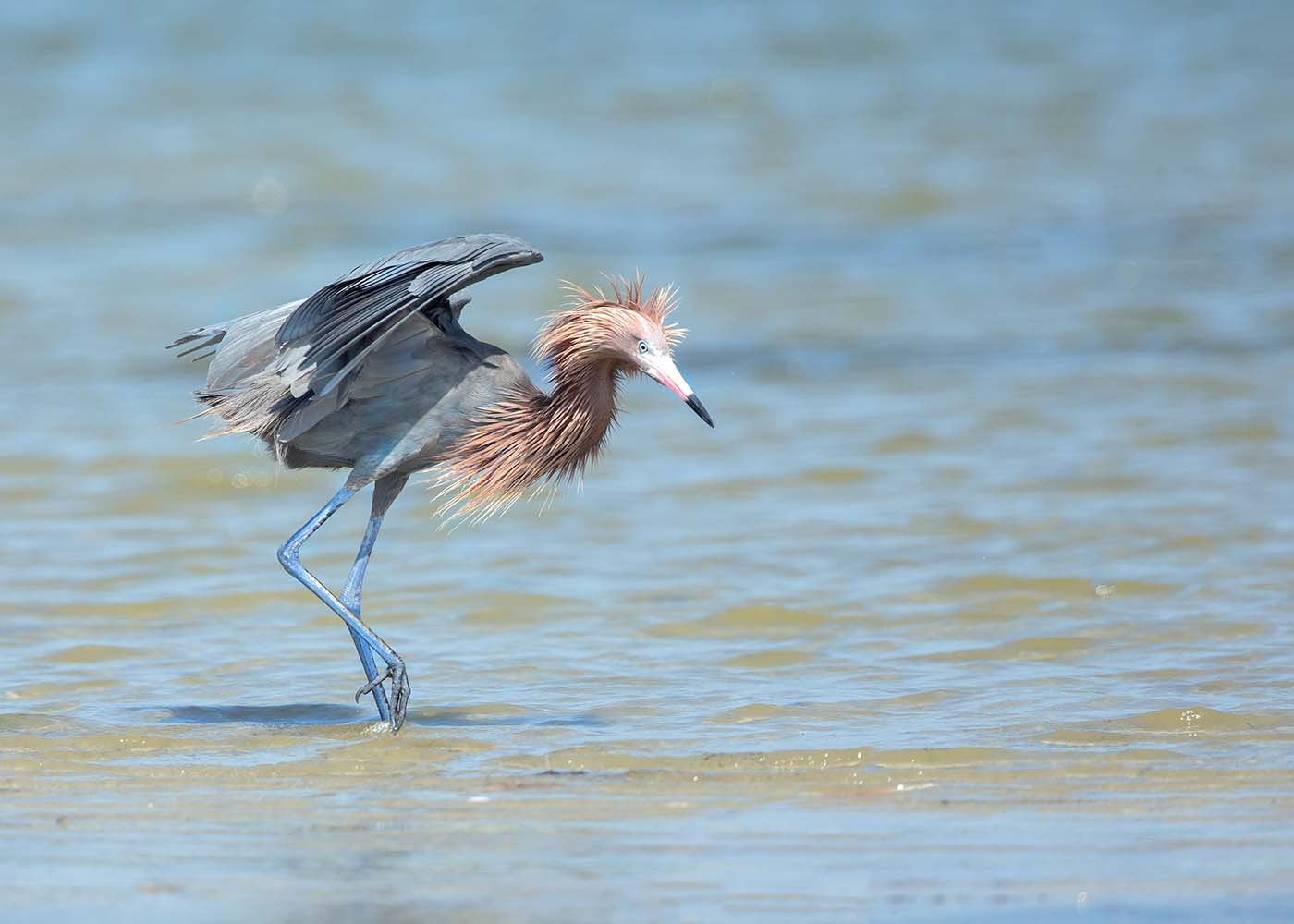 Canon EOS-1D X + Canon EF 500mm F4L IS II USM sample photo. Reddish egret fishing photography