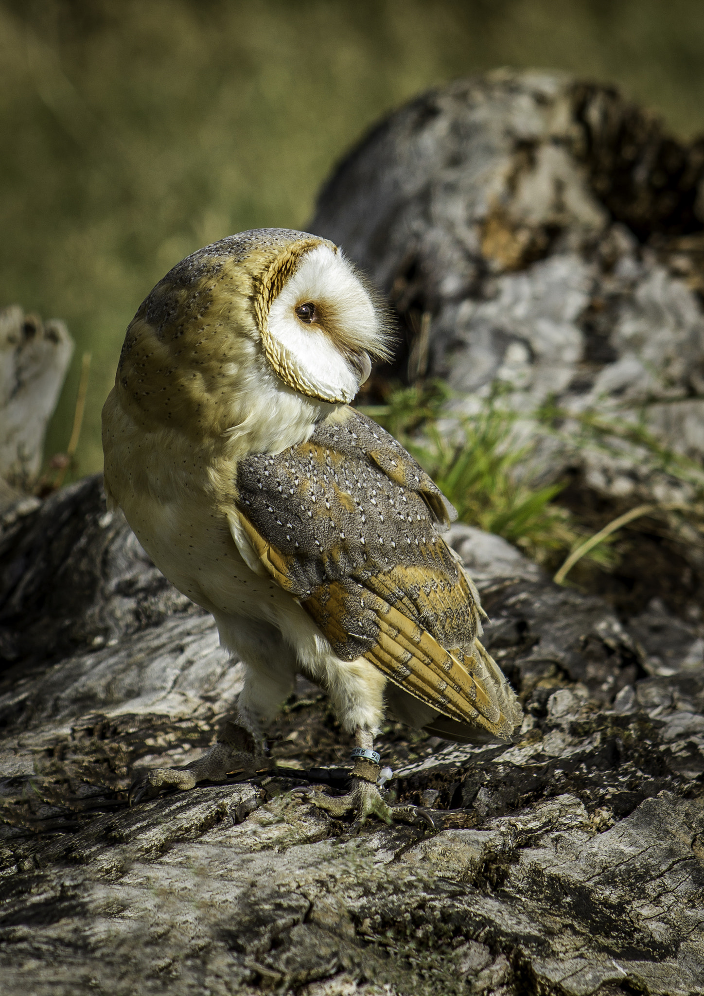 Canon EF 75-300mm f/4-5.6 USM sample photo. Barn owl photography
