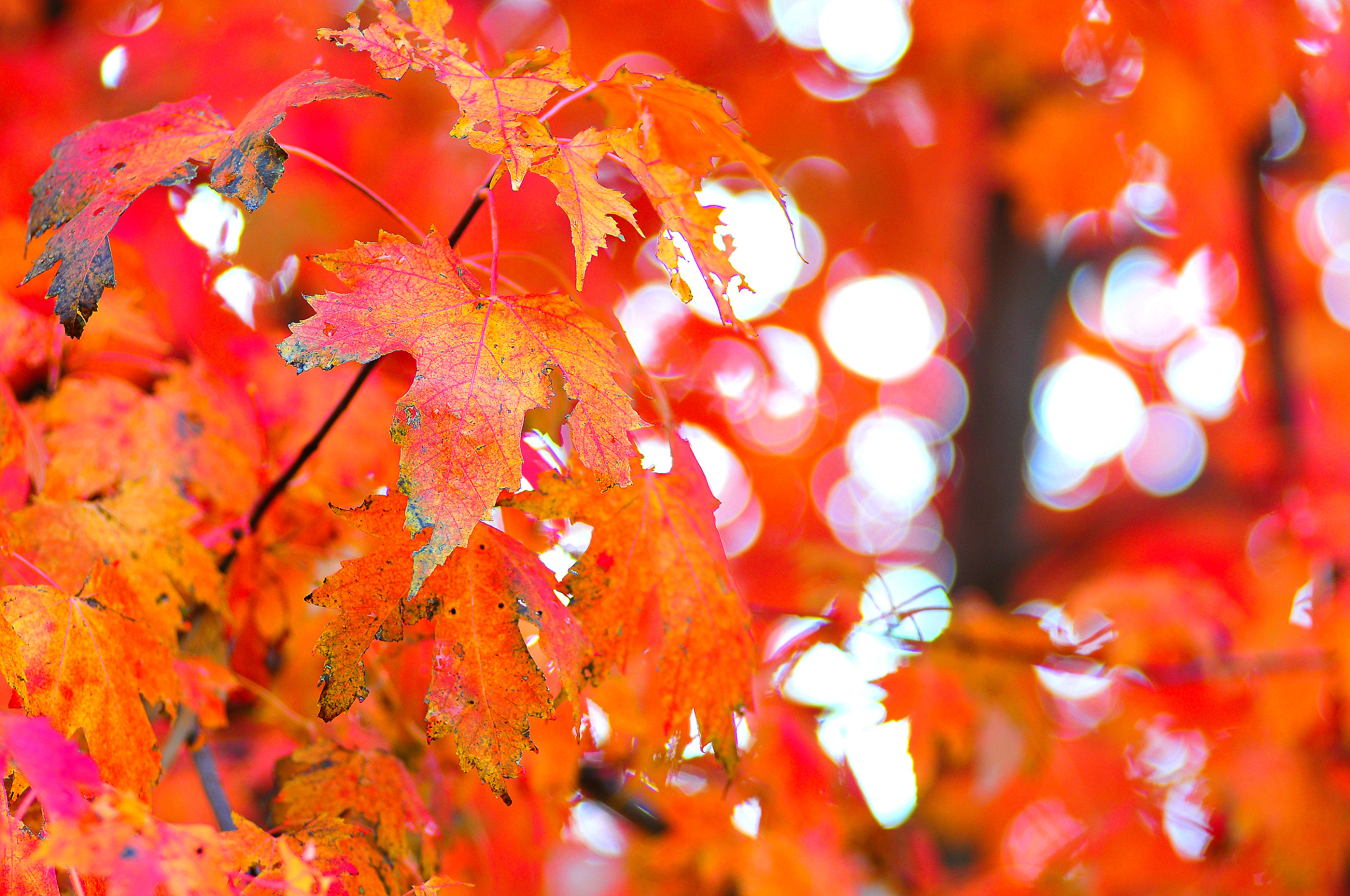 Nikon AF-Nikkor 80-200mm F2.8D ED sample photo. November in red photography