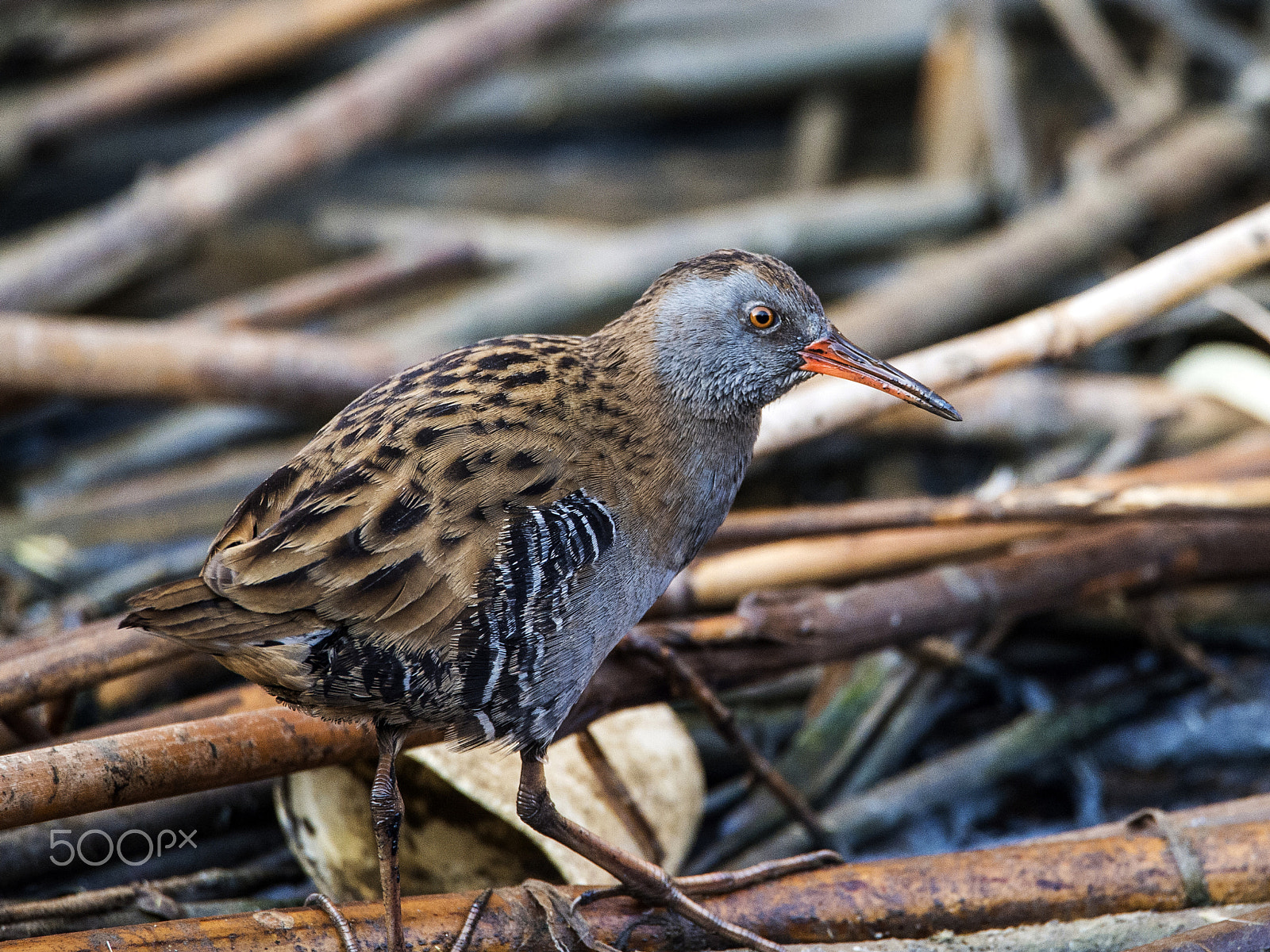Nikon D4S sample photo. Water rail (rallus aquaticus) photography