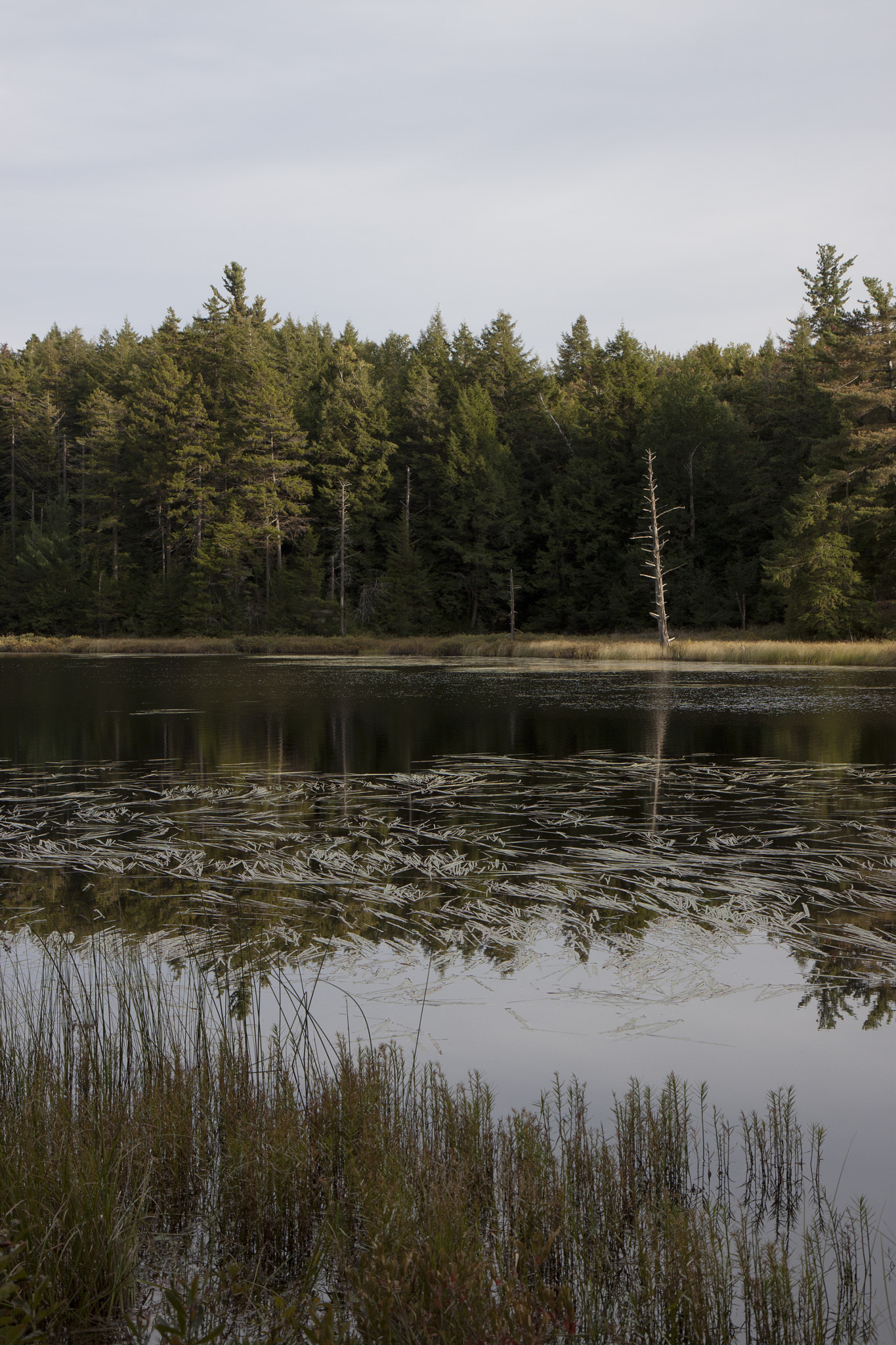 Canon EOS 500D (EOS Rebel T1i / EOS Kiss X3) sample photo. Black mountain ponds photography