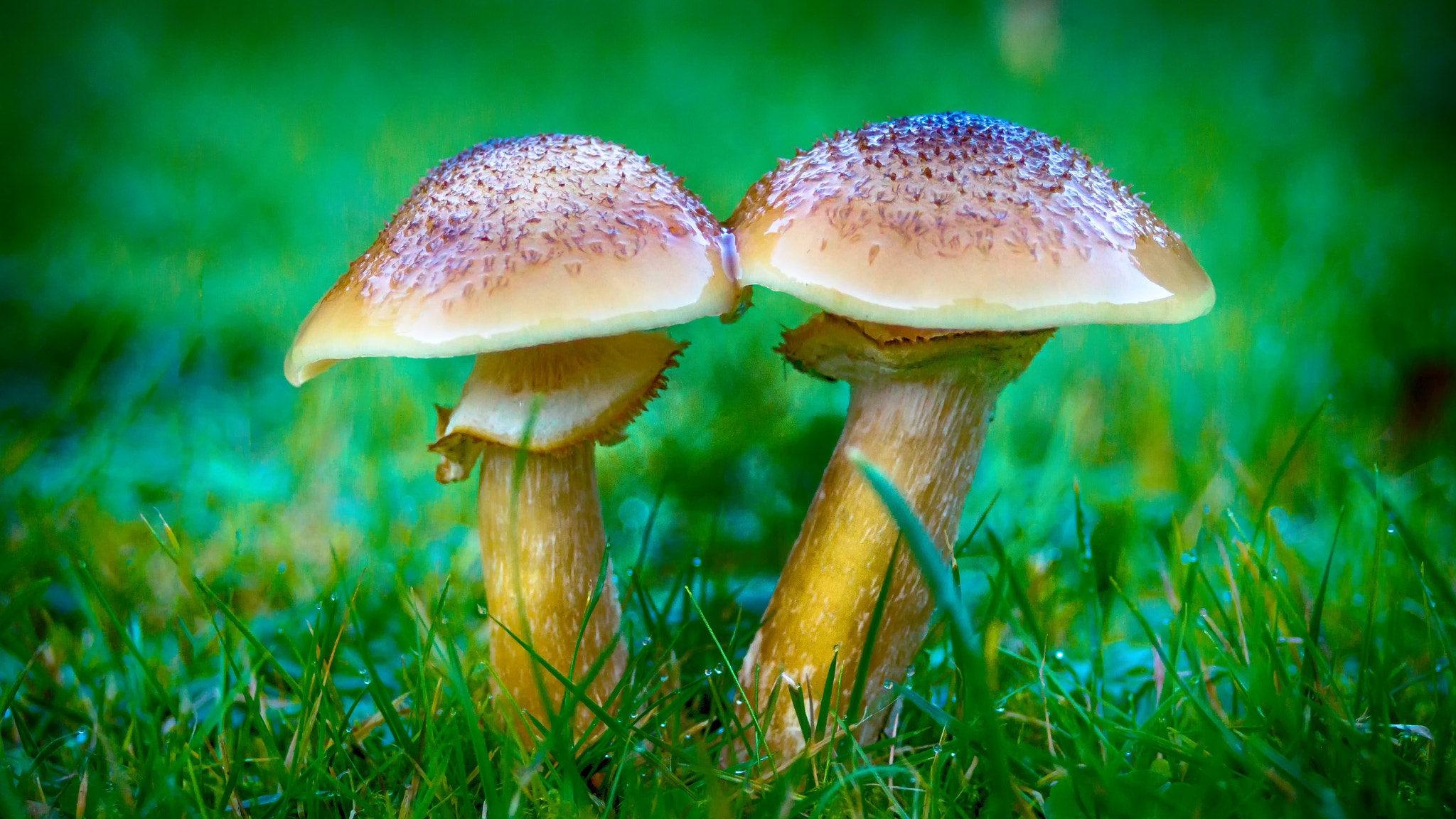 Sony SLT-A58 sample photo. Mushrooms photography