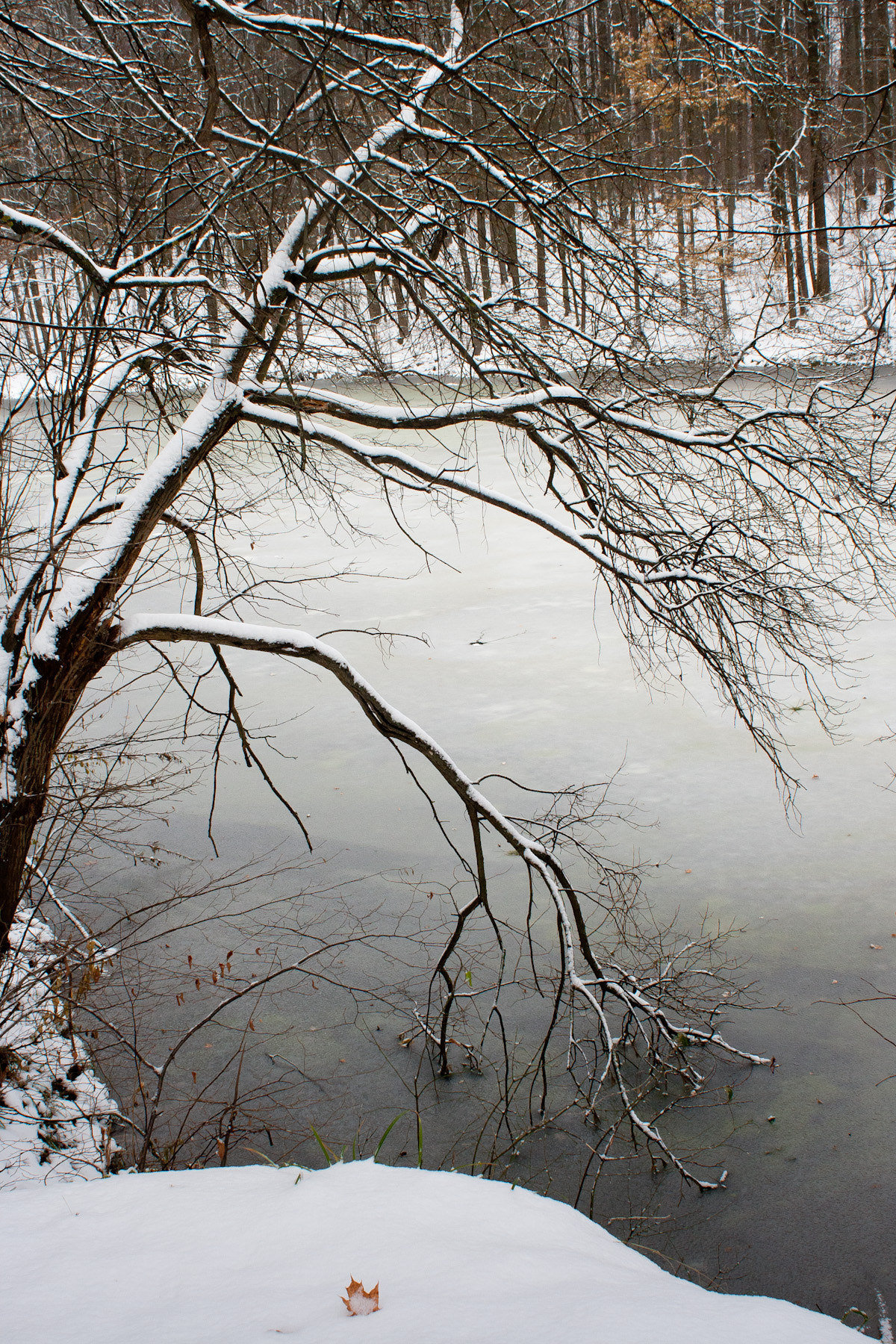 Canon EF 28mm F1.8 USM sample photo. The captivated branch photography