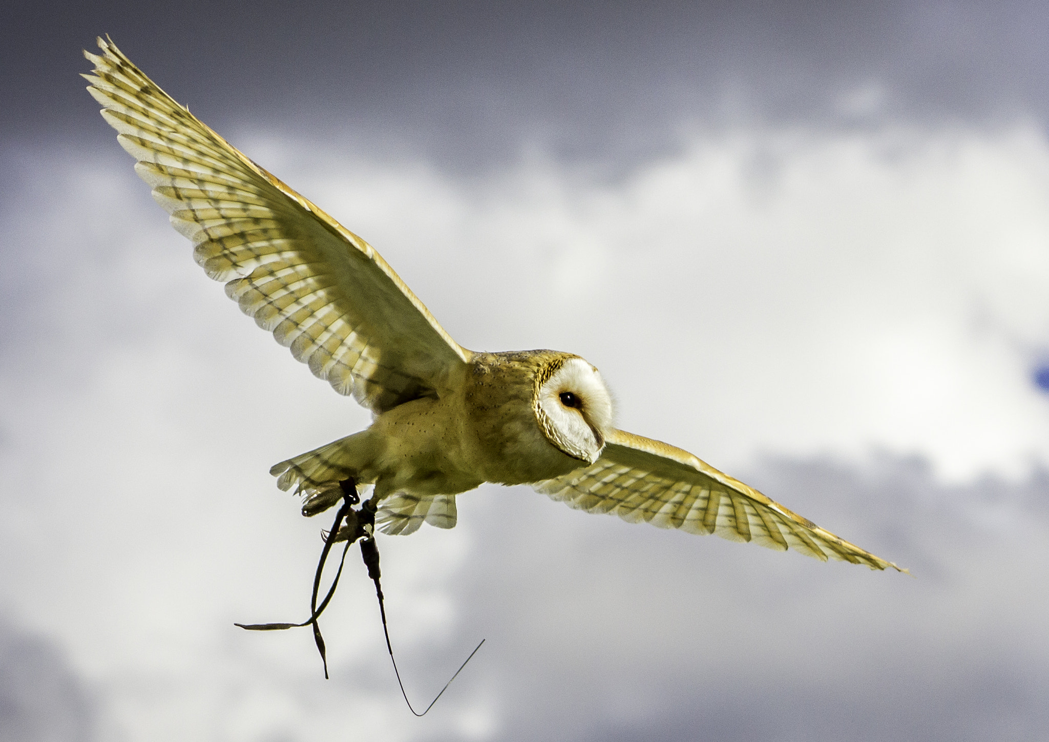 Canon EF 75-300mm f/4-5.6 USM sample photo. Barn owl in flight photography