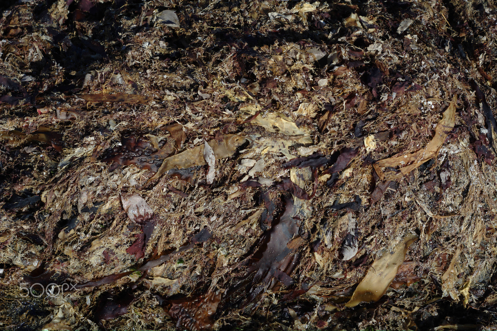 Nikon D7100 sample photo. Dry seaweed on a beach at low tide photography