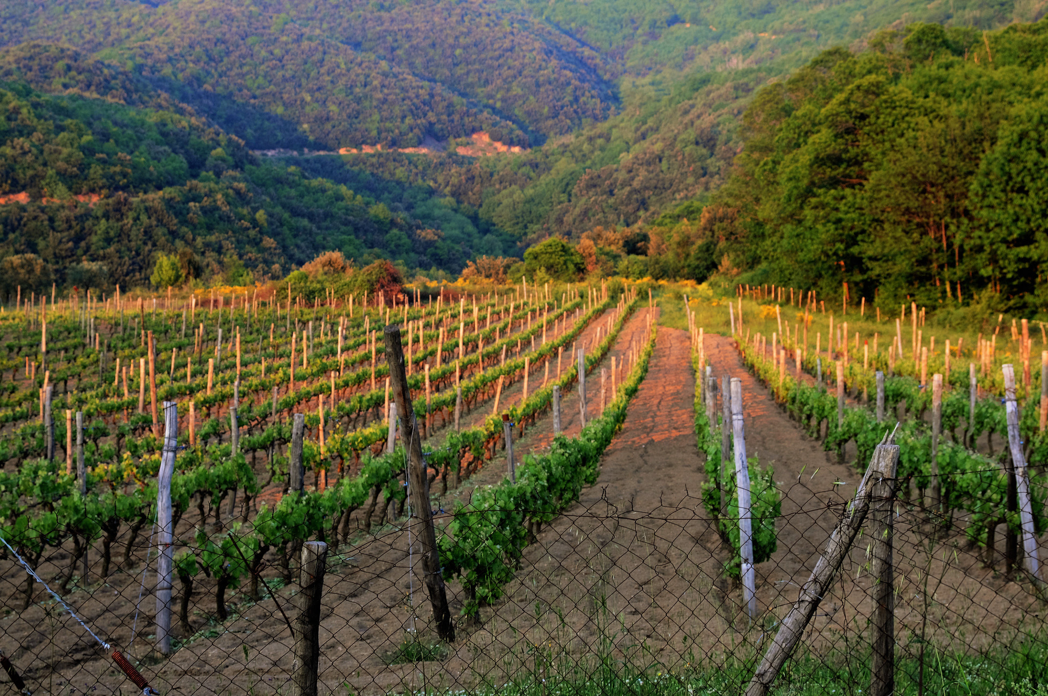 AF Zoom-Nikkor 28-105mm f/3.5-4.5D IF sample photo. Vineyard at mount athos photography