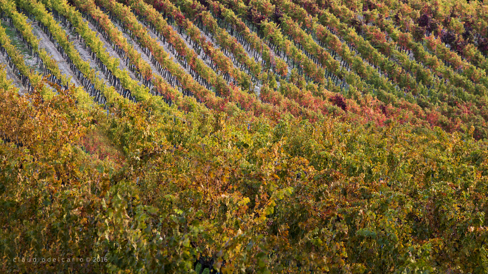 Sigma 70-200mm F2.8 EX DG OS HSM sample photo. Dsc photography