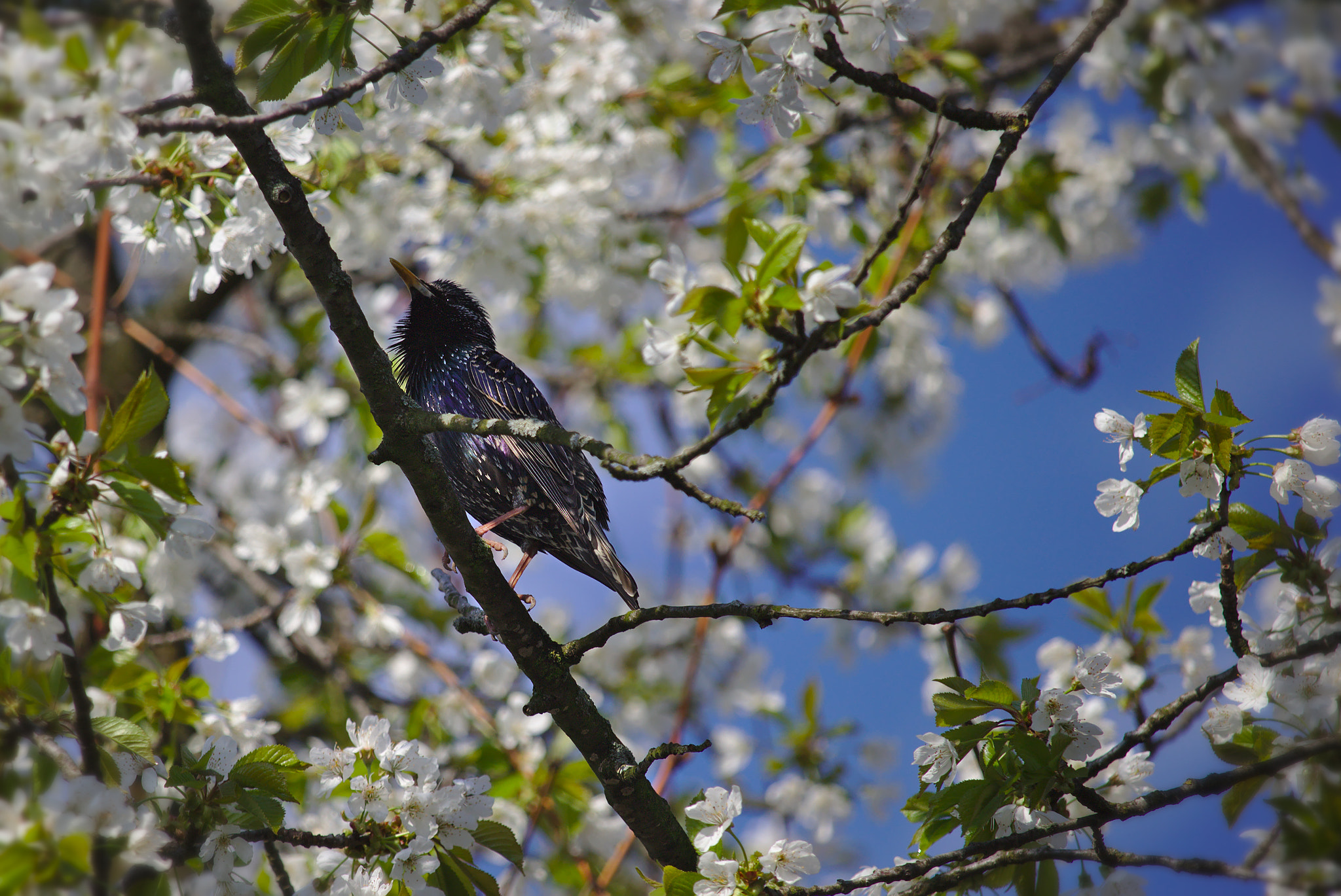 Canon EF-S 55-250mm F4-5.6 IS STM sample photo. Starling photography