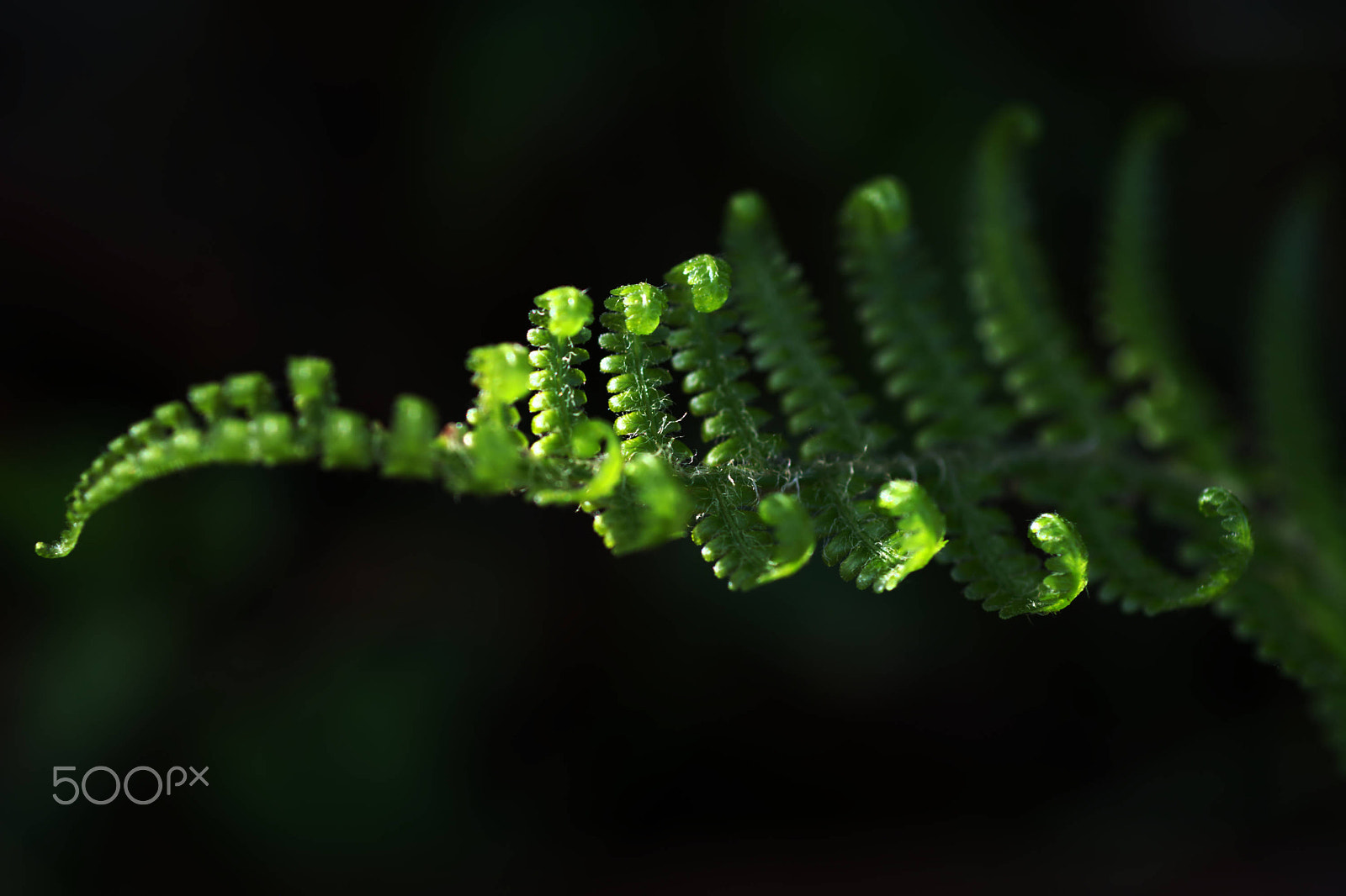 Nikon D7100 sample photo. Tip end of a fern side lit photography