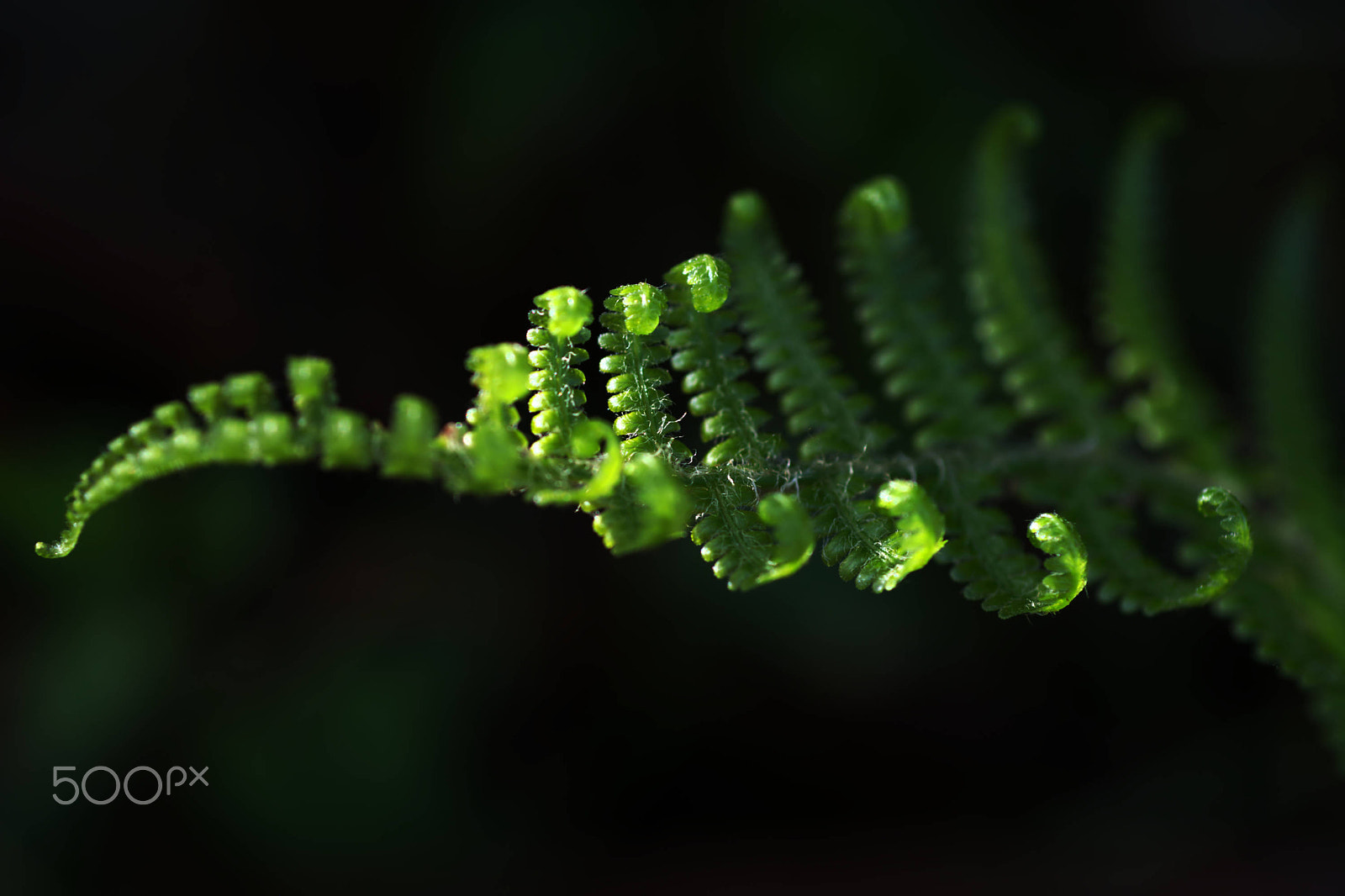 Nikon D7100 + Nikon AF Micro-Nikkor 60mm F2.8D sample photo. Tip end of a fern side lit photography