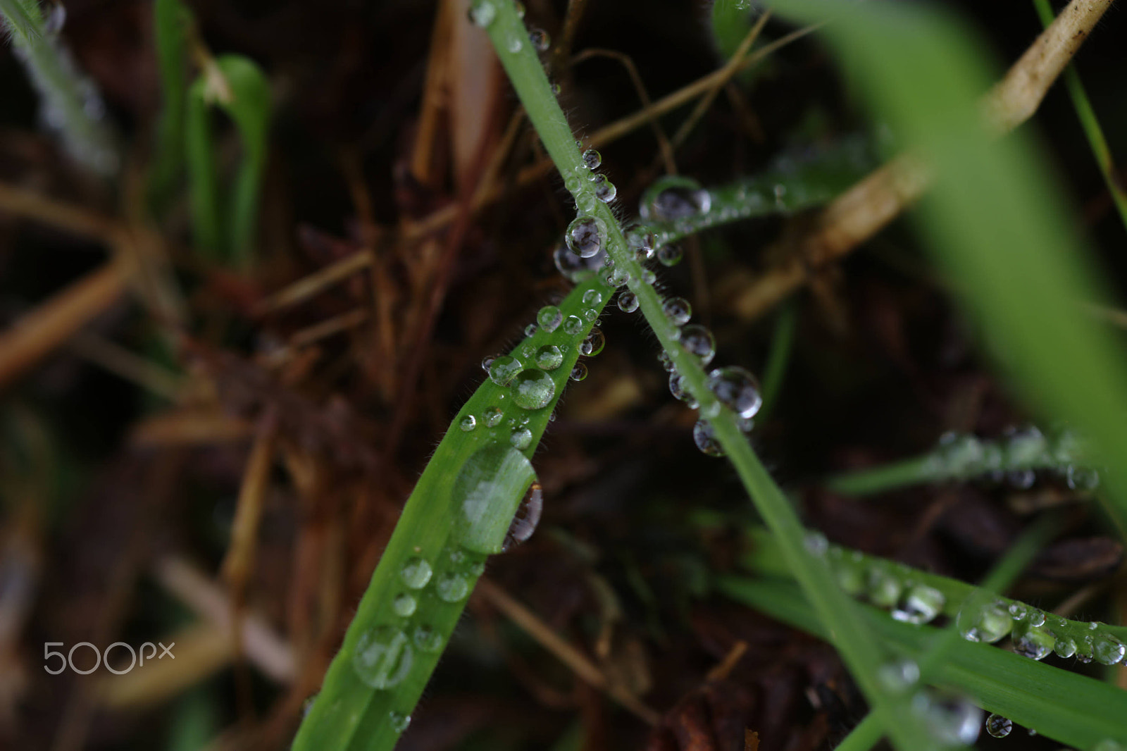 Nikon D7100 + Nikon AF Micro-Nikkor 60mm F2.8D sample photo. Rain drops on grass x photography