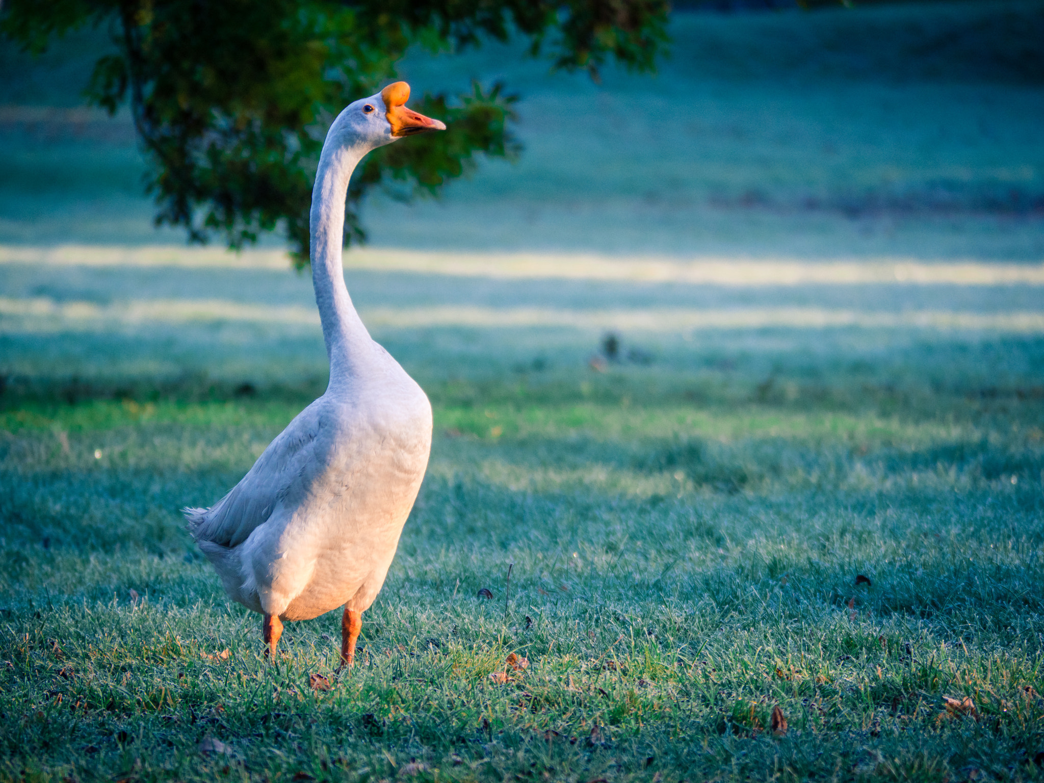 Olympus OM-D E-M5 II + Panasonic Lumix G Vario 45-200mm F4-5.6 OIS sample photo. Morning look out photography