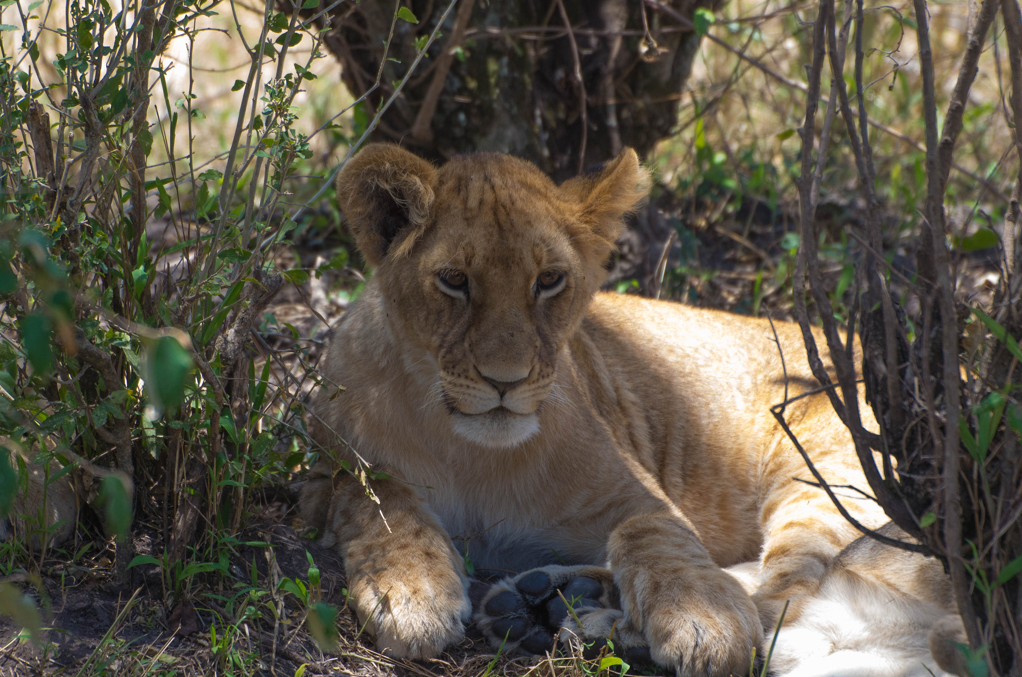 Pentax K-5 IIs + Sigma 50-500mm F4.5-6.3 DG OS HSM sample photo. Is a kitten or lion :-) photography