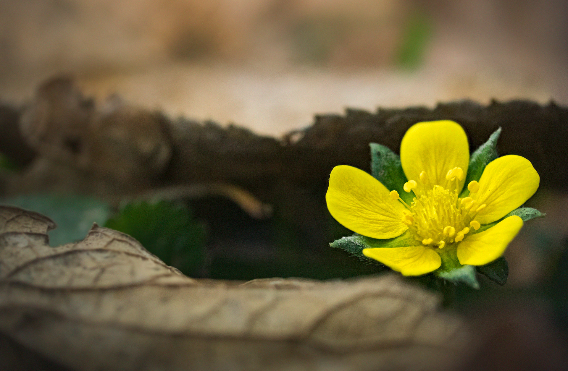 Nikon 1 J4 sample photo. My indian summer : yellow photography