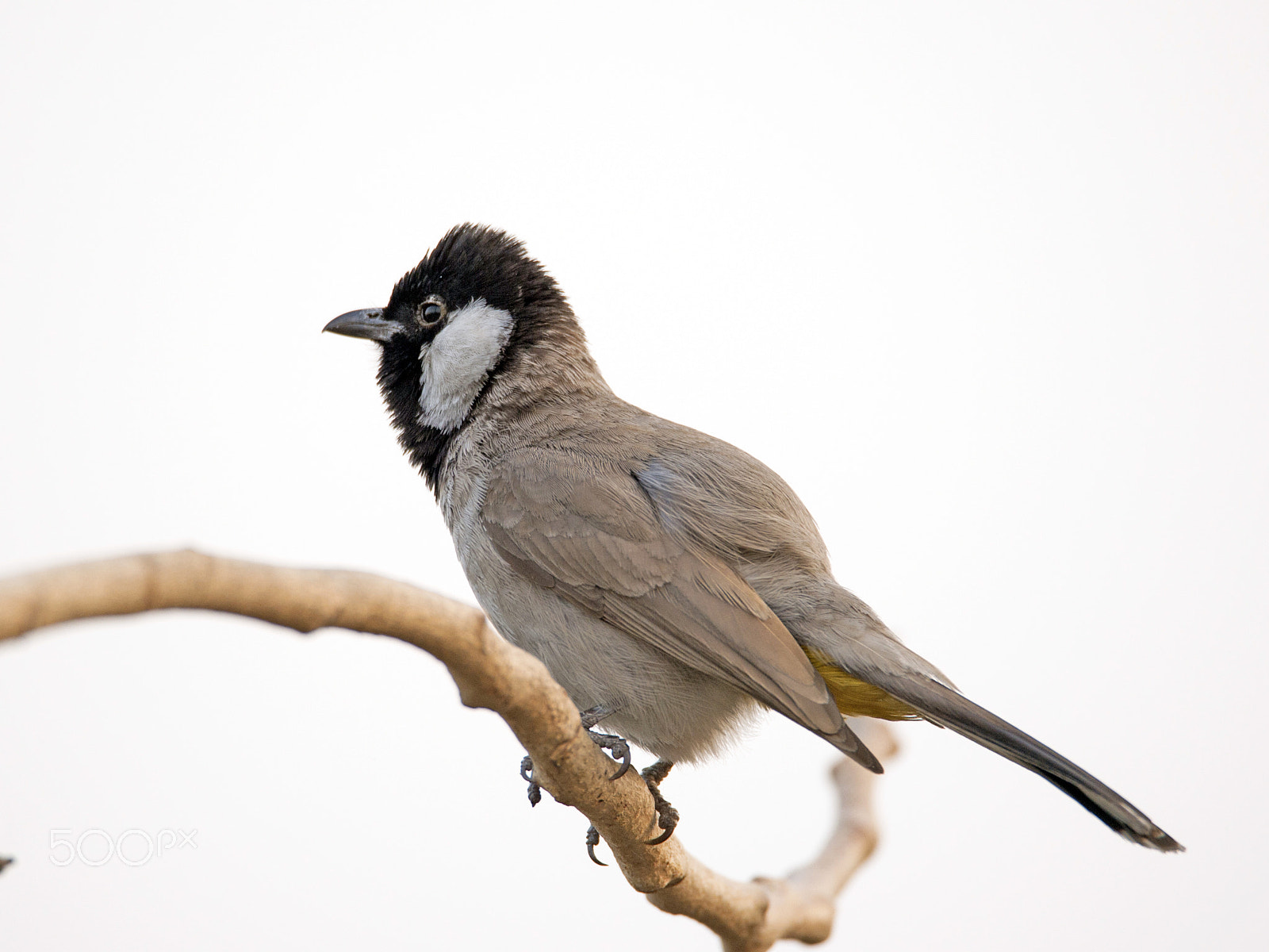 Nikon D4S sample photo. The yellow-vented bulbul (pycnonotus goiavier) photography