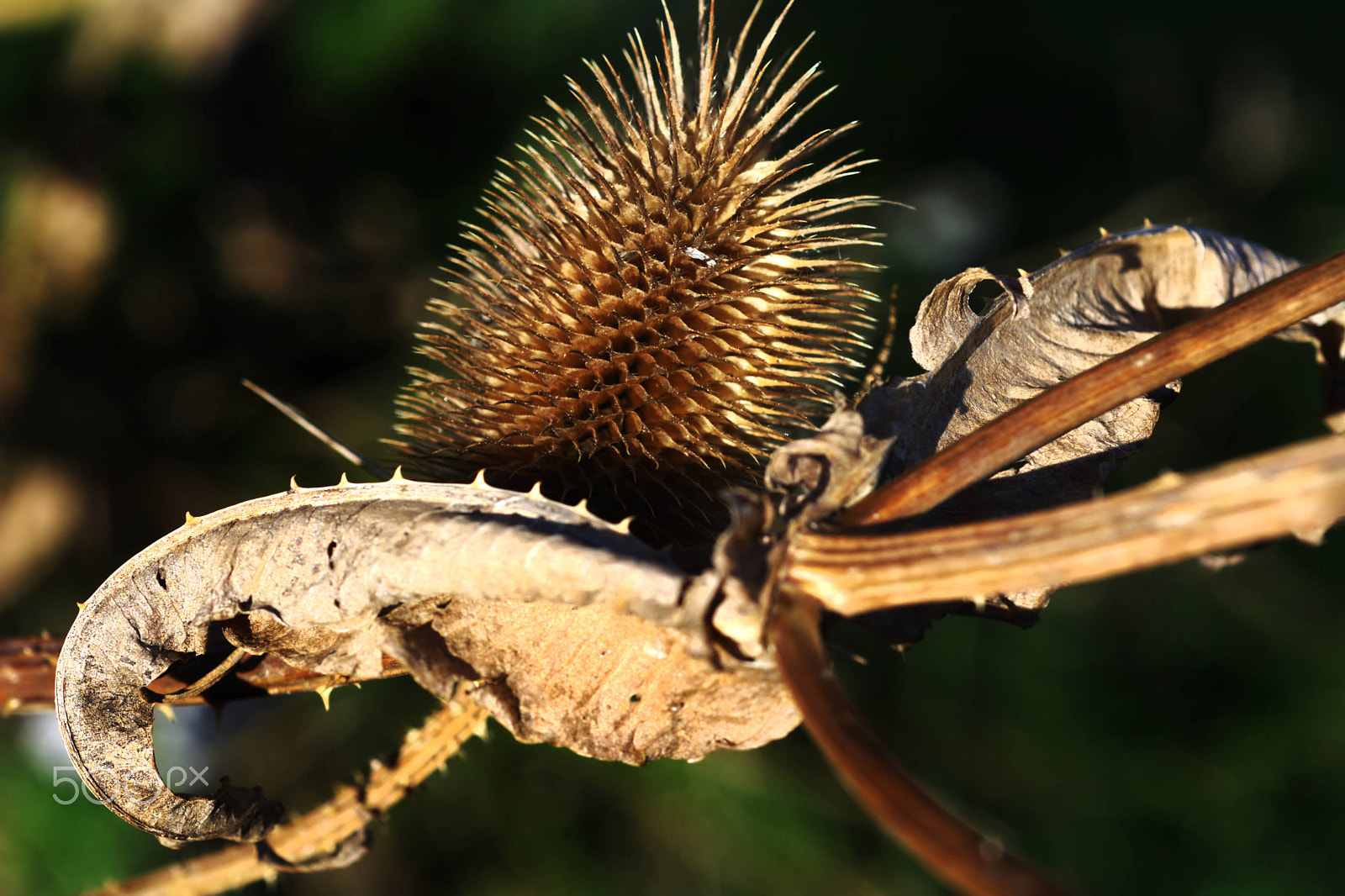 Nikon D7100 + Nikon AF Micro-Nikkor 60mm F2.8D sample photo. Dried teasel in low sunlight photography