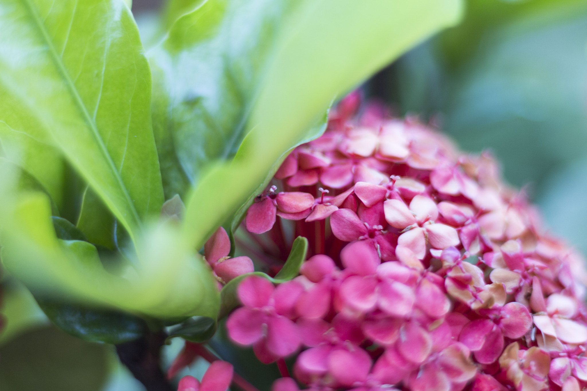 Canon EOS 650D (EOS Rebel T4i / EOS Kiss X6i) sample photo. Complement flowers photography