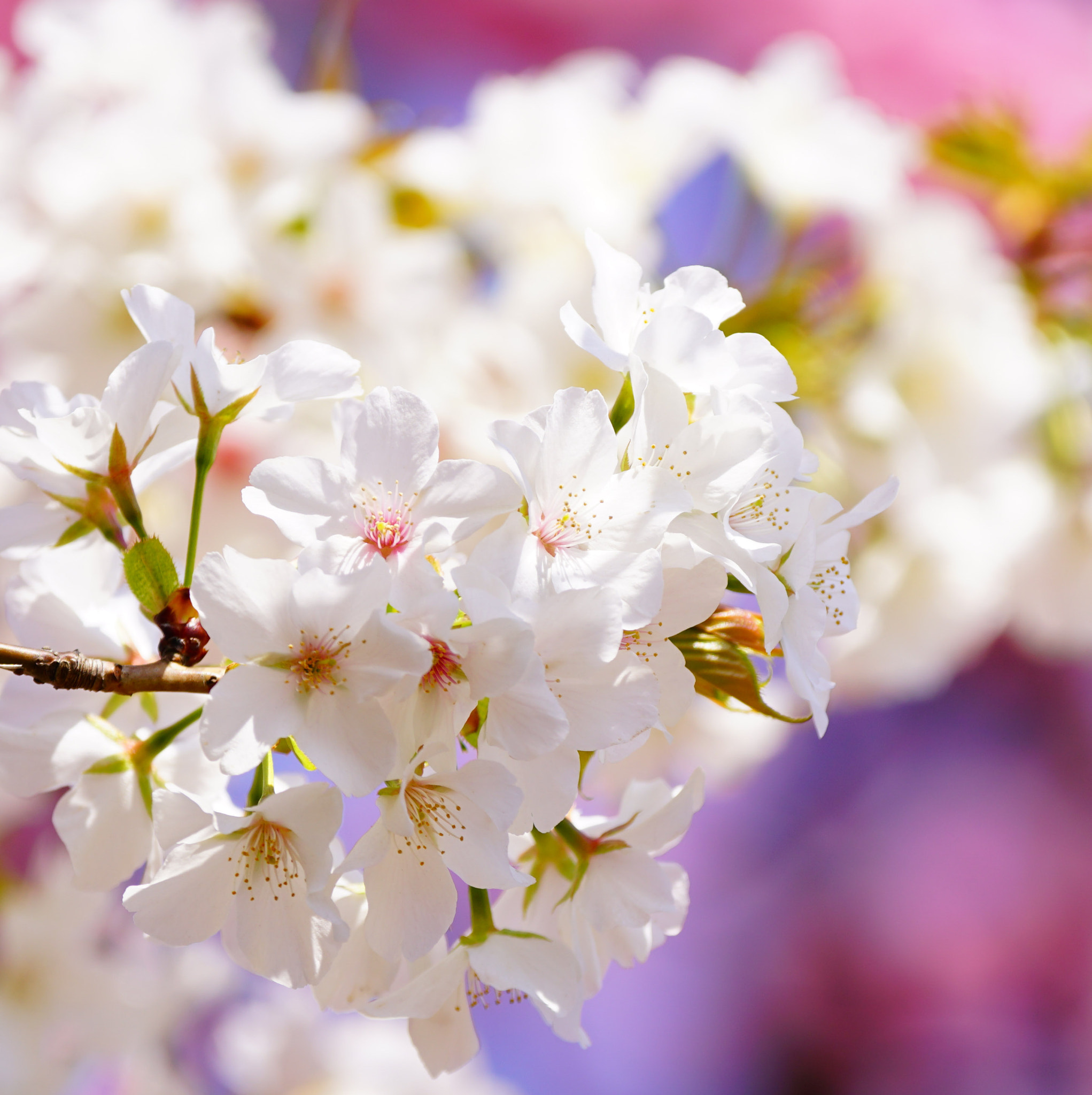 Sony 70-300mm F4.5-5.6 G SSM sample photo. Sakura 2 photography