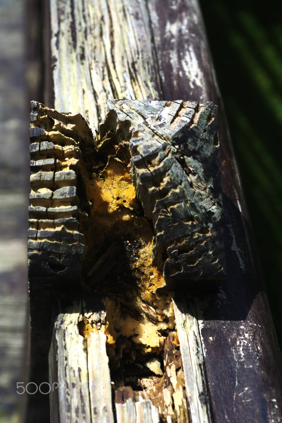 Nikon D7100 + Nikon AF Micro-Nikkor 60mm F2.8D sample photo. Top of a rotten post with fungus photography
