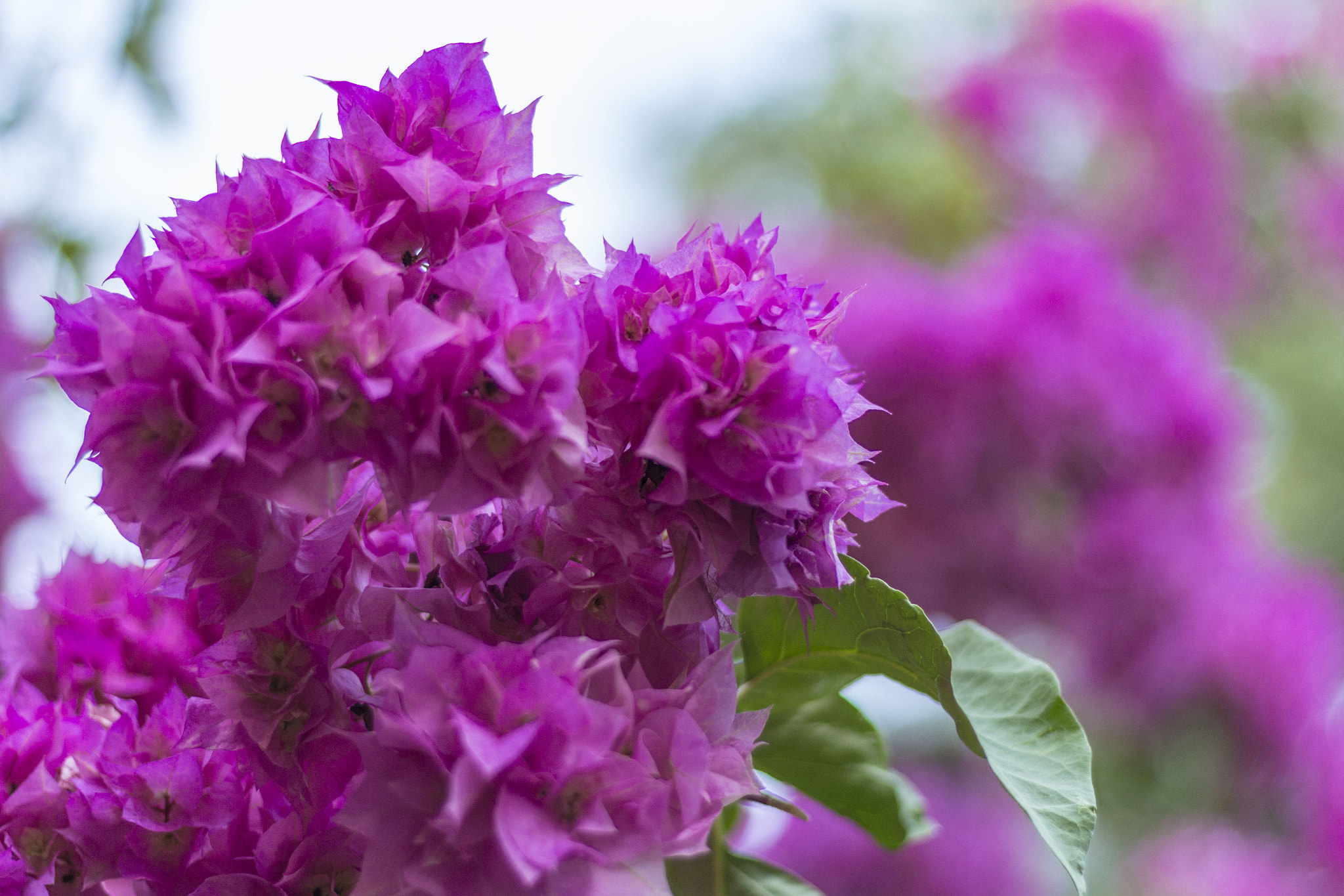 Canon EOS 650D (EOS Rebel T4i / EOS Kiss X6i) sample photo. Flowers photography