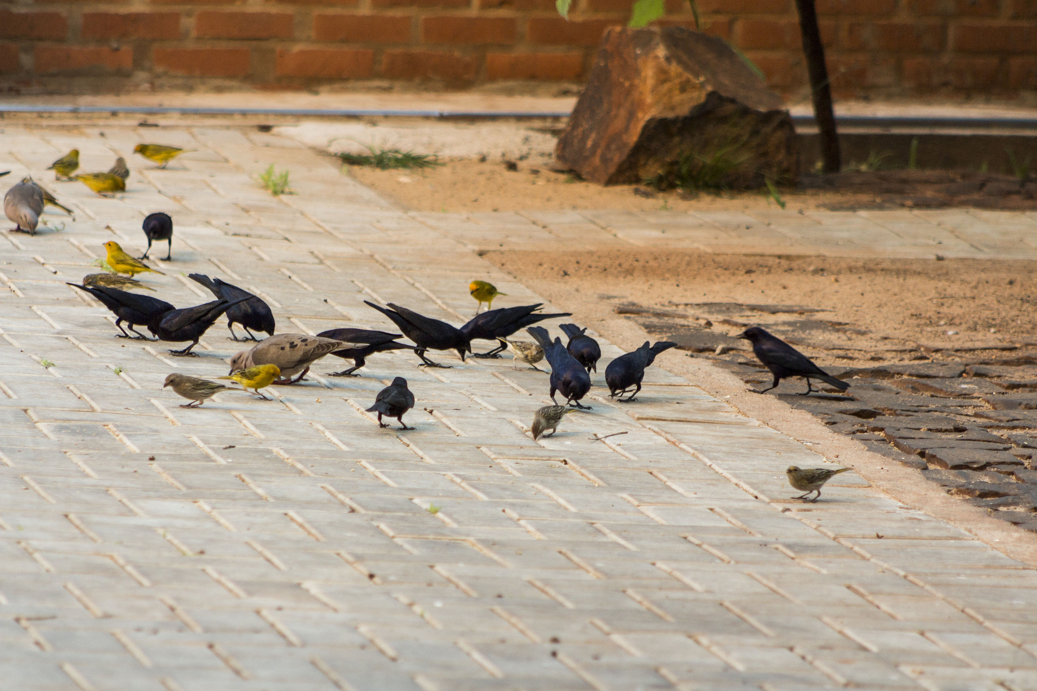 Canon EOS 650D (EOS Rebel T4i / EOS Kiss X6i) + EF75-300mm f/4-5.6 sample photo. Friendship photography