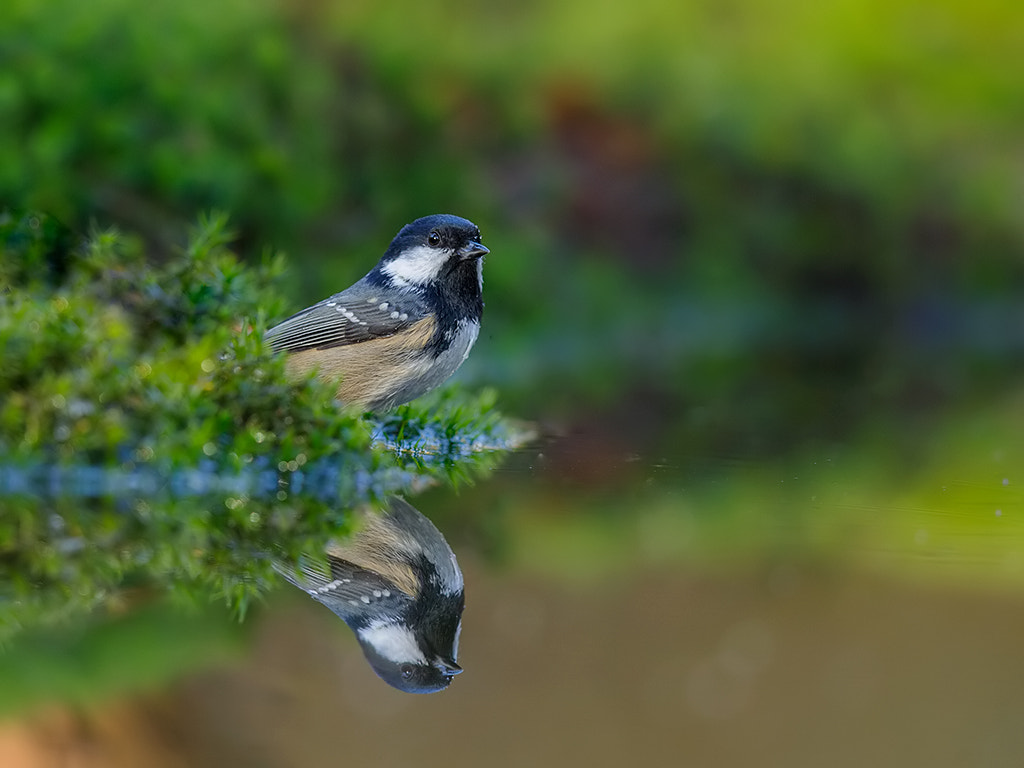 Canon EF 600mm F4L IS II USM sample photo. Coal tit photography
