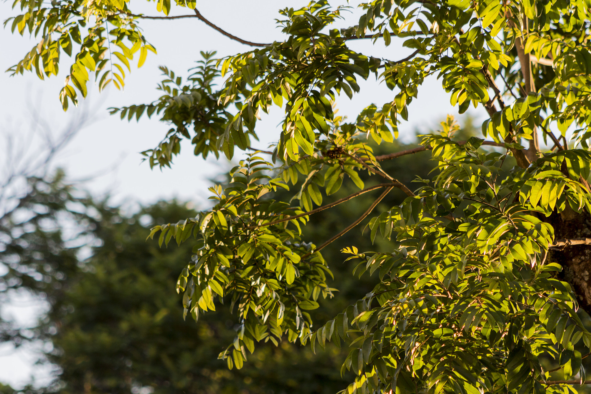 Canon EOS 650D (EOS Rebel T4i / EOS Kiss X6i) + EF75-300mm f/4-5.6 sample photo. Treen photography