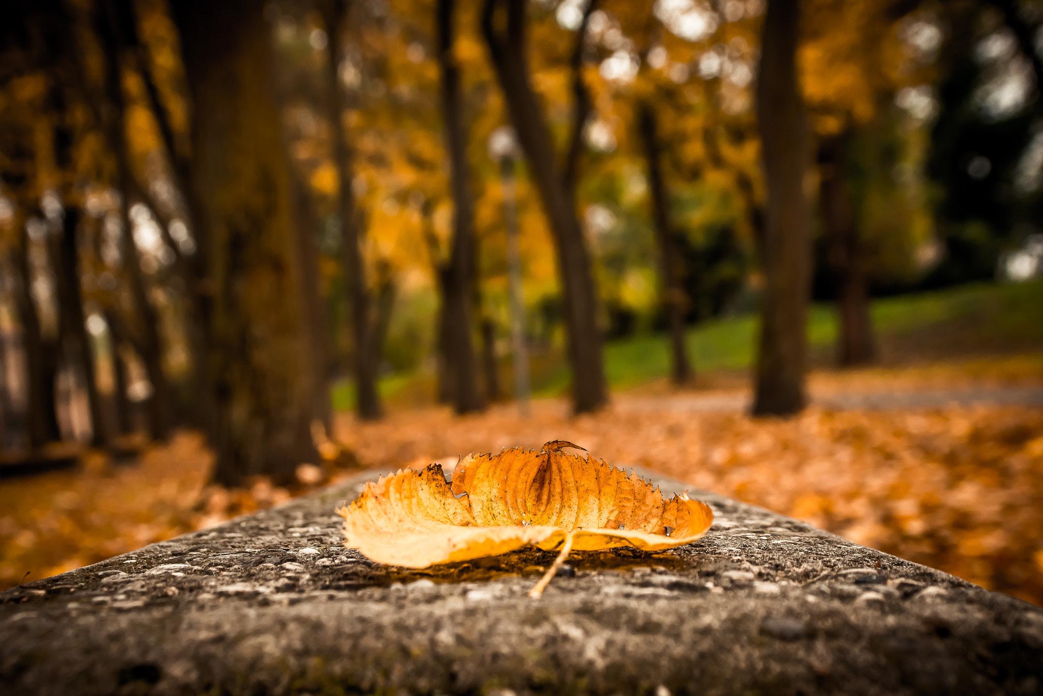 Nikon D7200 + Sigma 24-70mm F2.8 EX DG Macro sample photo. Foglia d'autunno photography