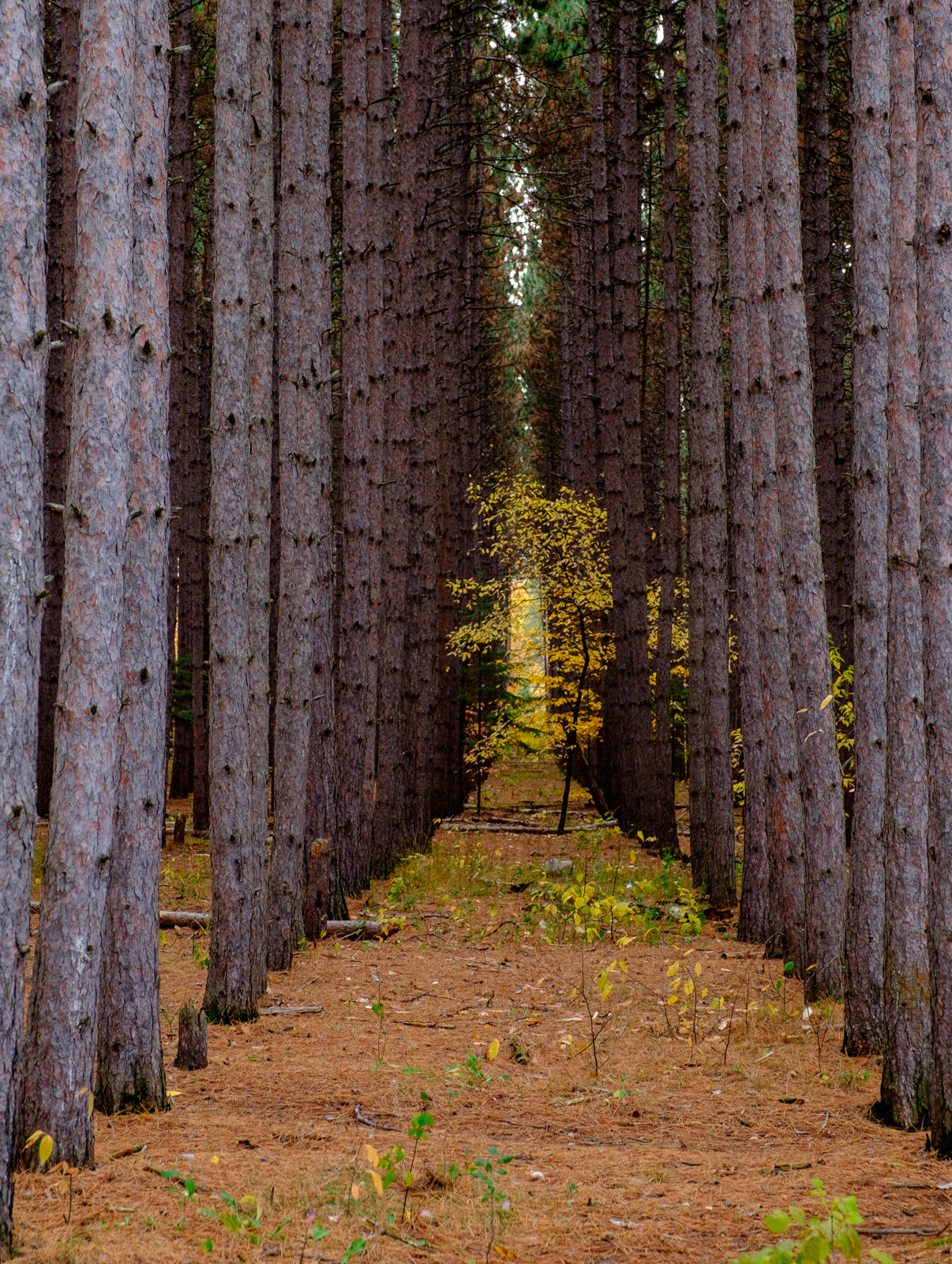 Fujifilm X-T10 + Fujifilm XF 16-55mm F2.8 R LM WR sample photo. Forest photography