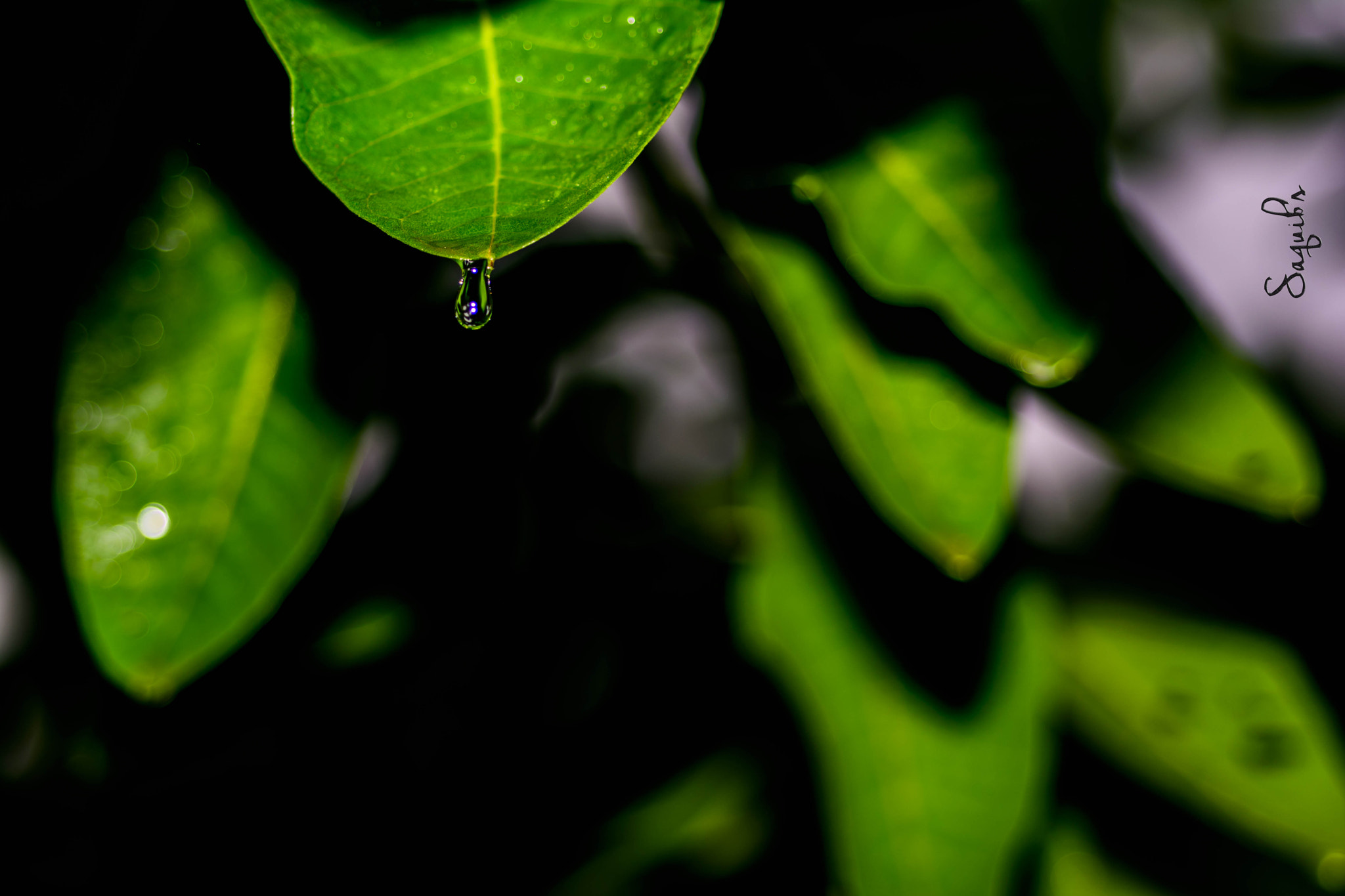 Nikon D7100 + Nikon AF Micro-Nikkor 60mm F2.8D sample photo. Drenched ! photography