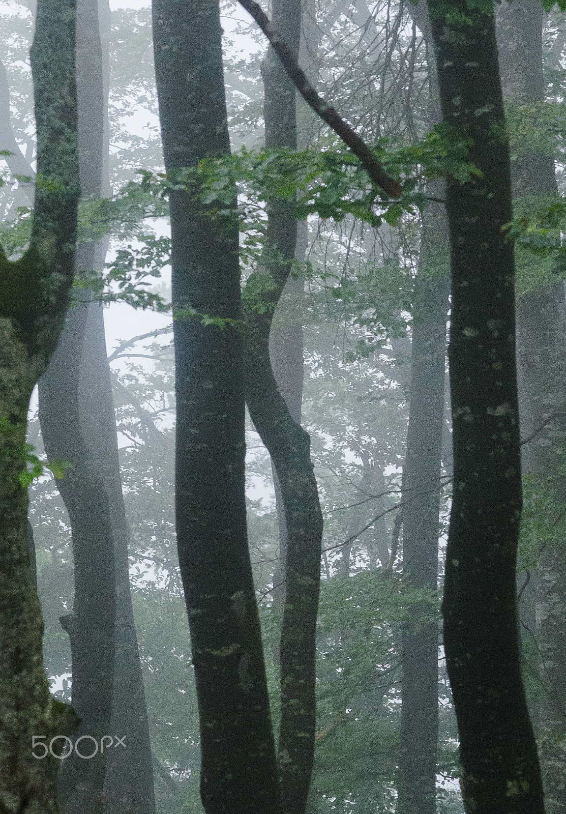 Nikon AF-S DX Micro-Nikkor 85mm F3.5G ED VR sample photo. Misty slovenian beech forest photography