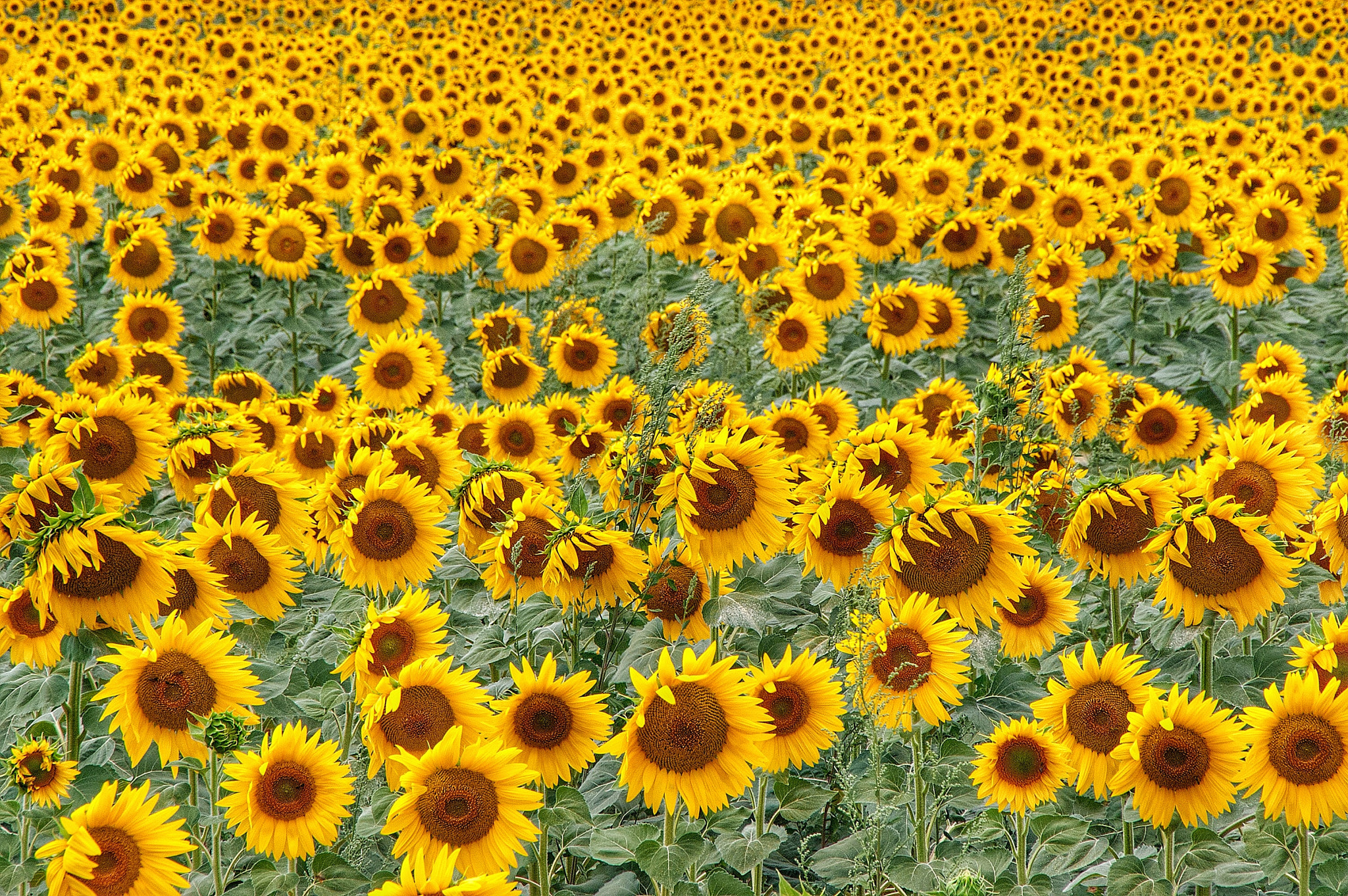 KONICA MINOLTA DYNAX 5D sample photo. Sunflower fields photography