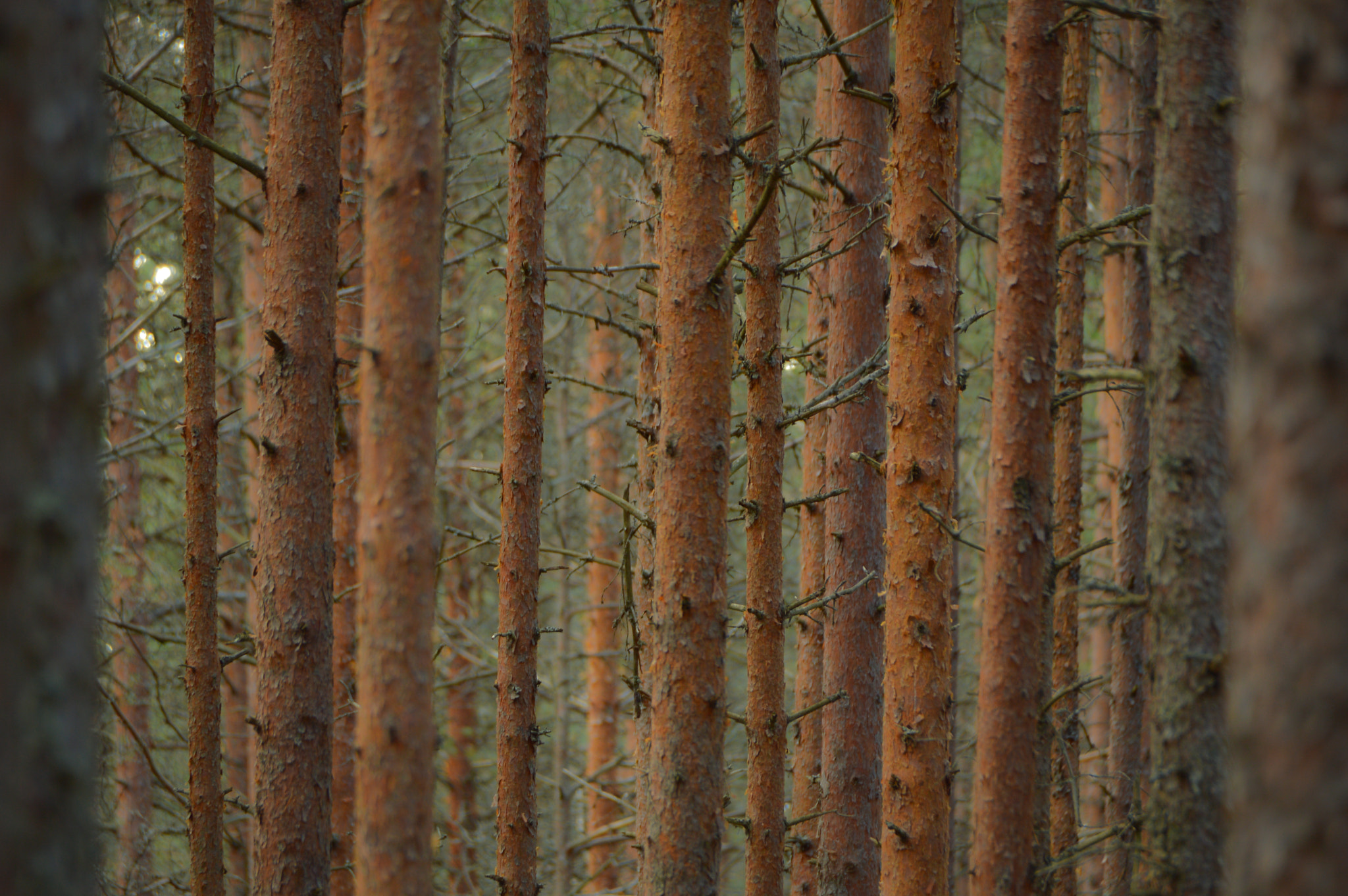 Nikon D3200 sample photo. Forest photography