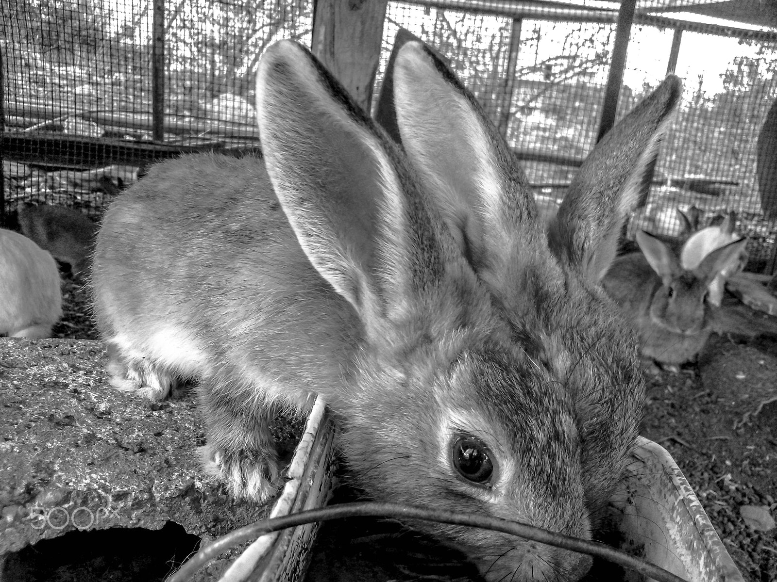 Sony Xperia L sample photo. Three bunny ears photography